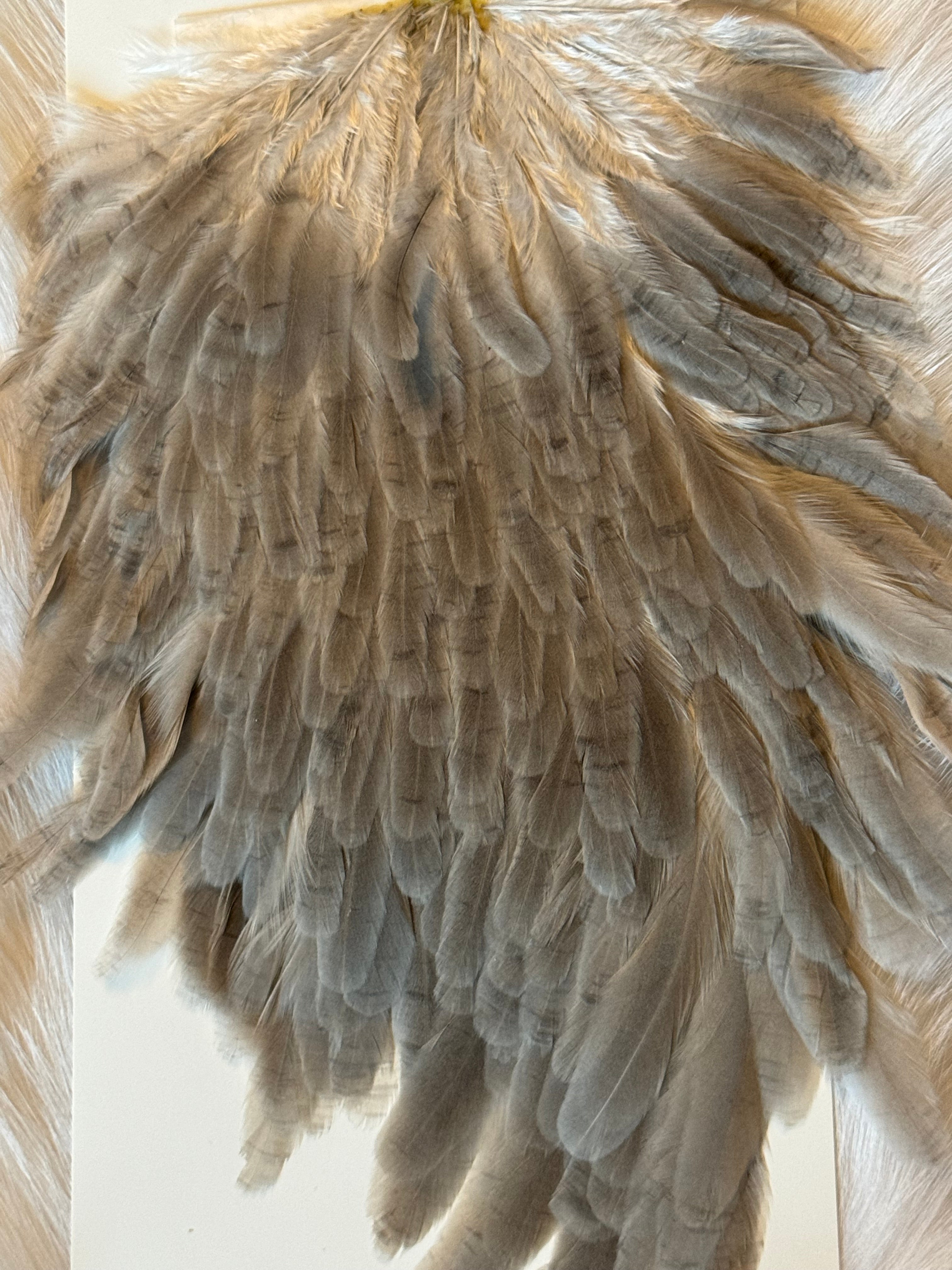 Whiting Farms - Hebert Miner Wet fly Hackle - Medium Grey Dun Hen Hackle (29)