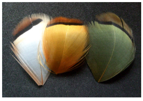 French Partridge Hackles