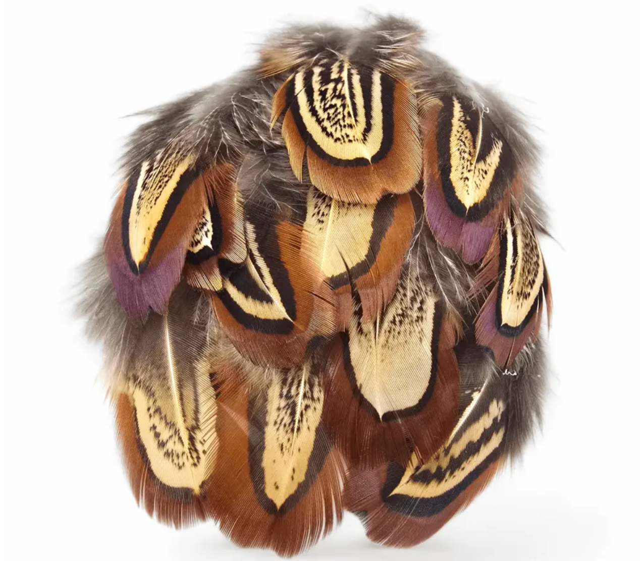 Kindale Cock Pheasant Shoulder Feathers - Church Window