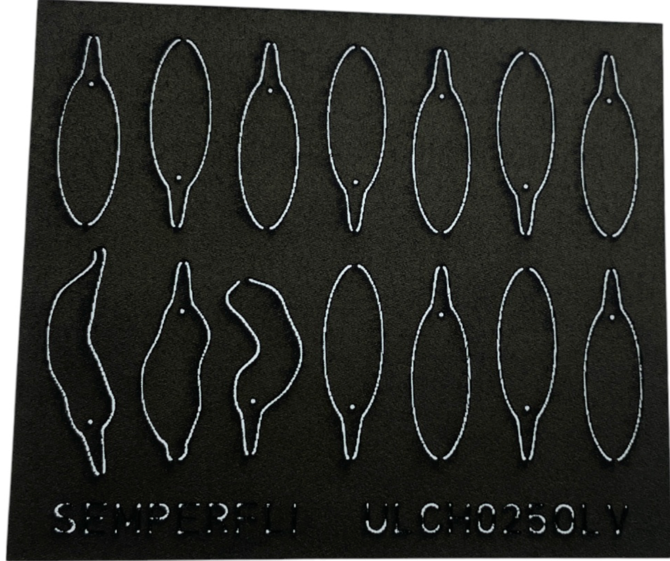 ABC Leech Bodies