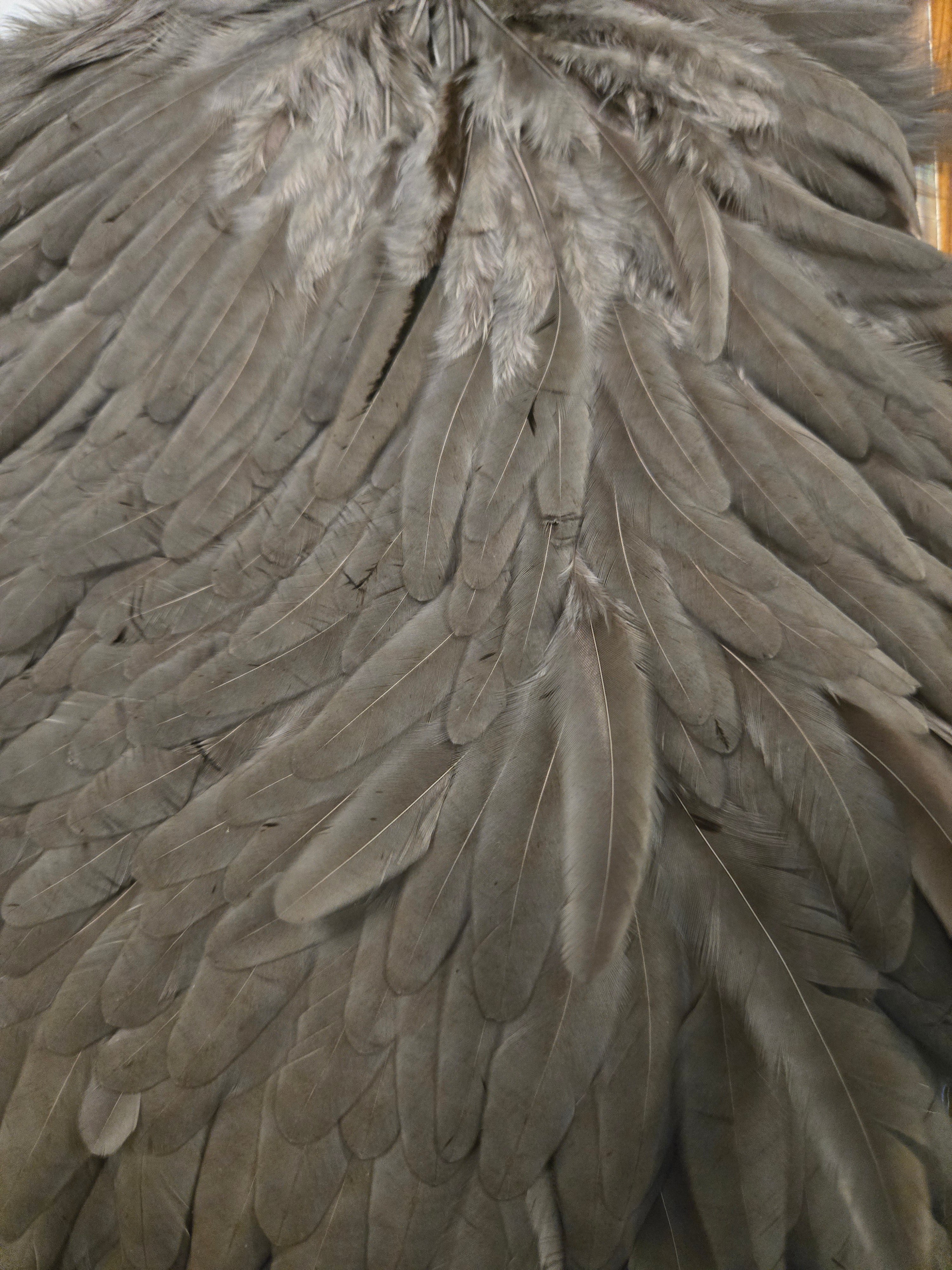 Whiting Wet Fly Hackle - Hen Saddle White Dyed Dark Dun (10)