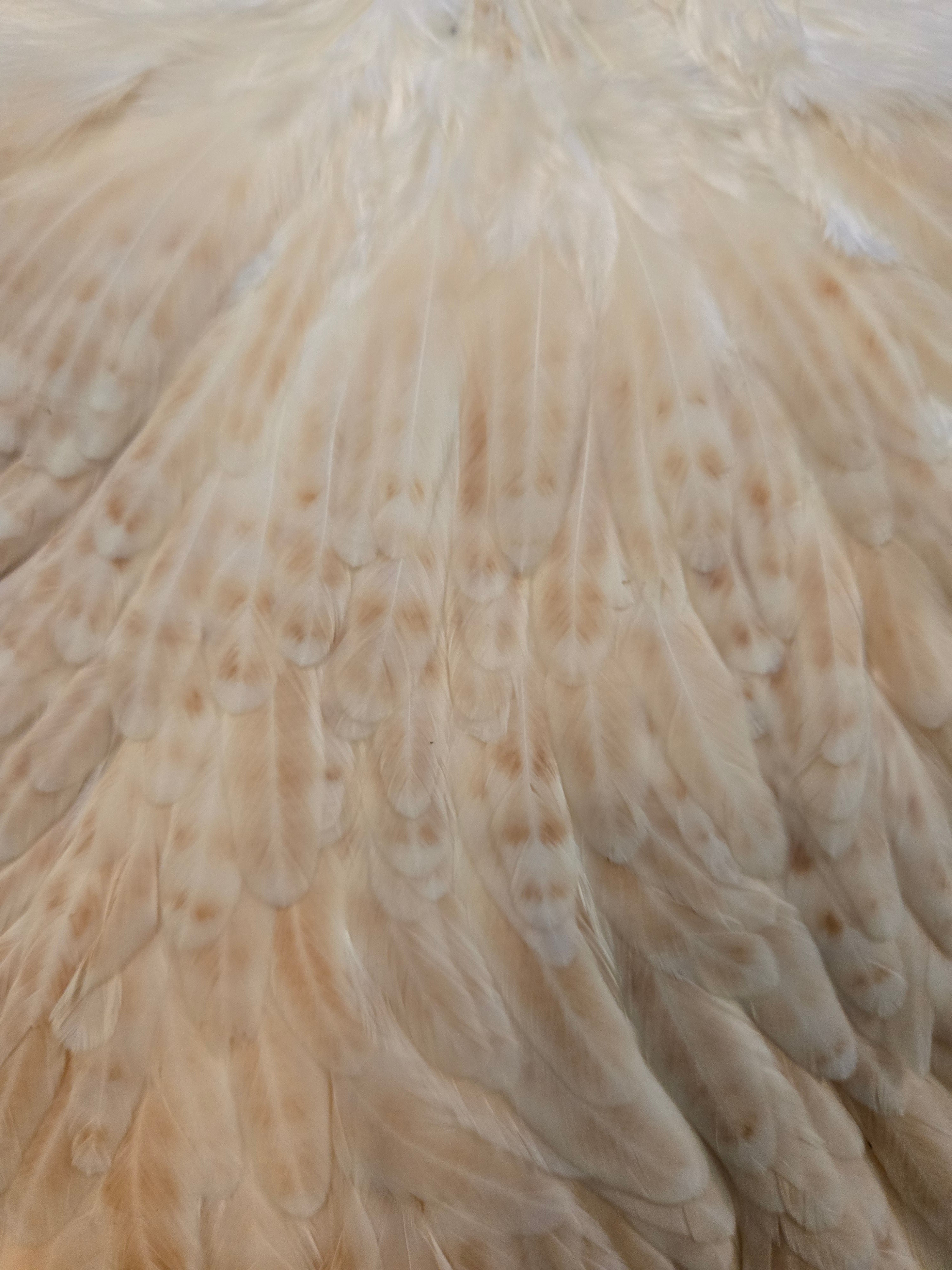 Whiting Wet Fly Hackle - Hen Saddle Light Ginger (16)