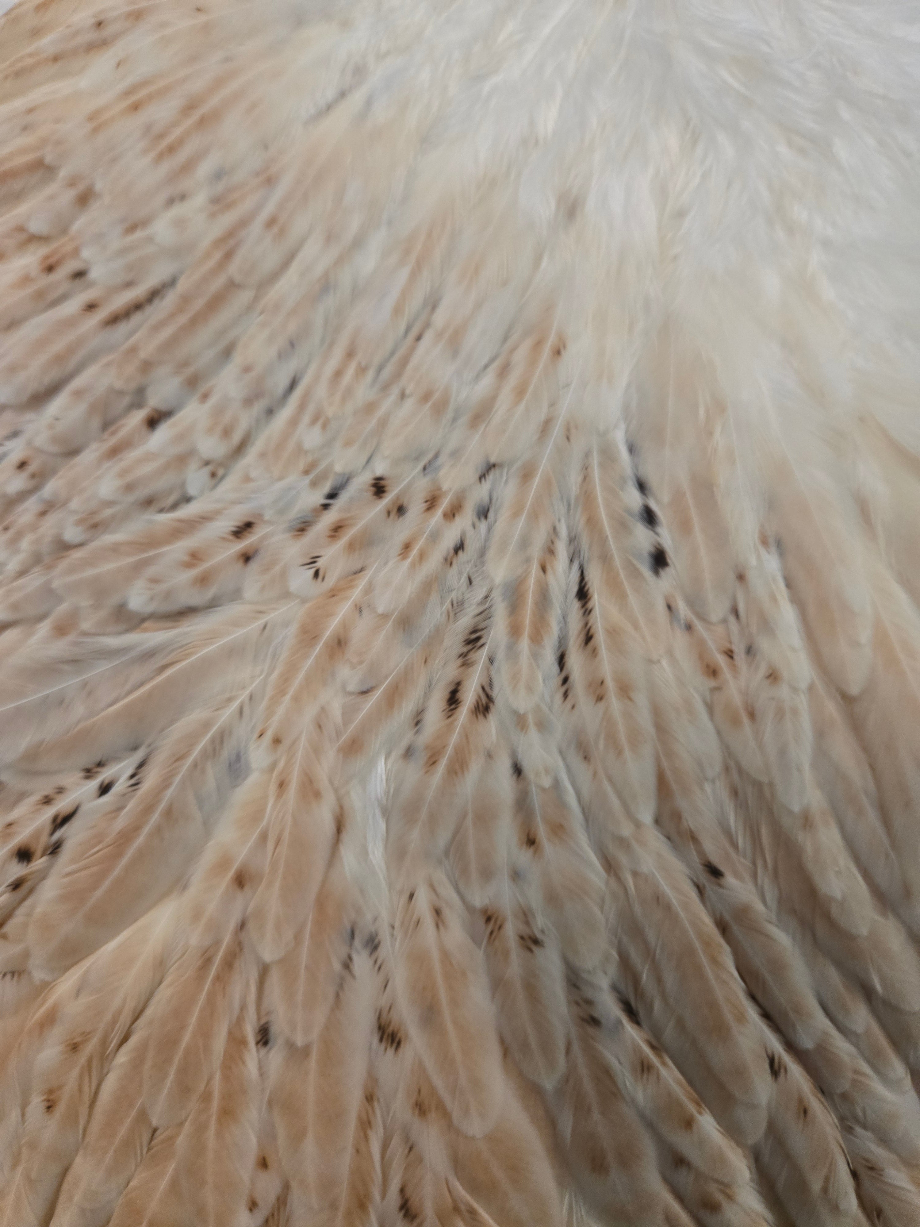 Whiting Wet Fly Hackle - Hen Saddle Light Ginger (14)