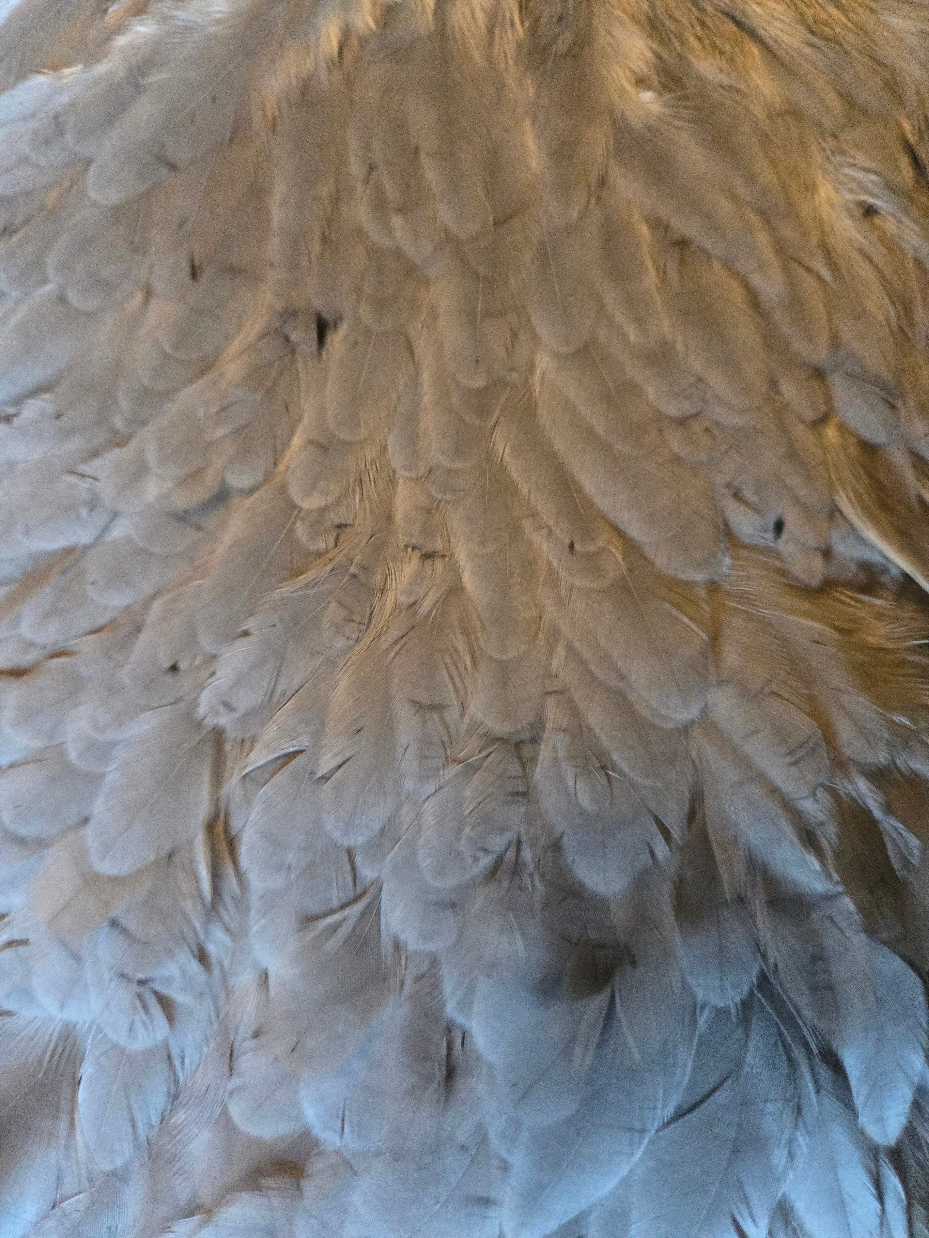 Whiting Wet Fly Hackle - Hen Saddle Med Dyed Dun (5)