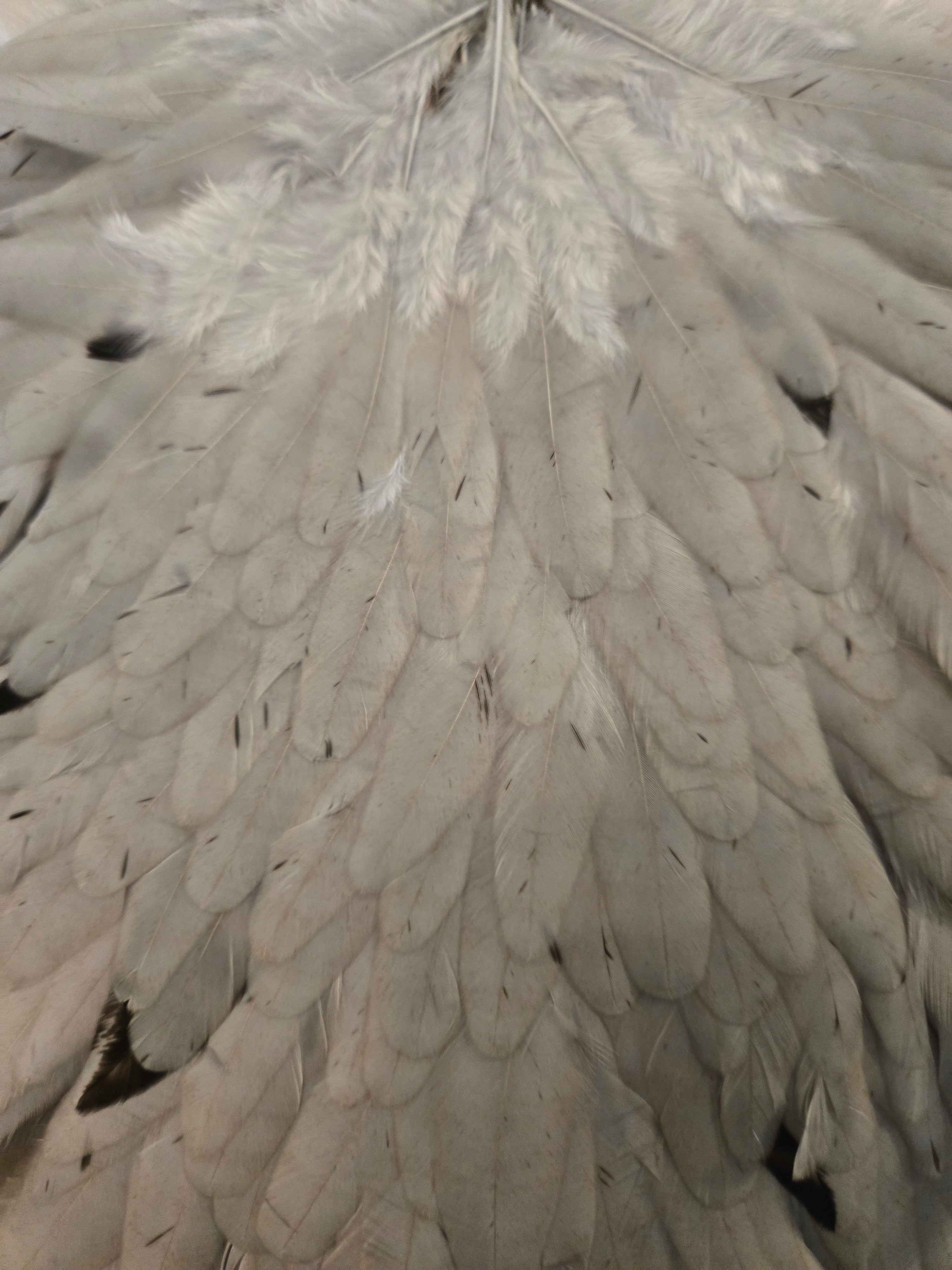 Whiting Wet Fly Hackle - White dyed Light Dun (91)