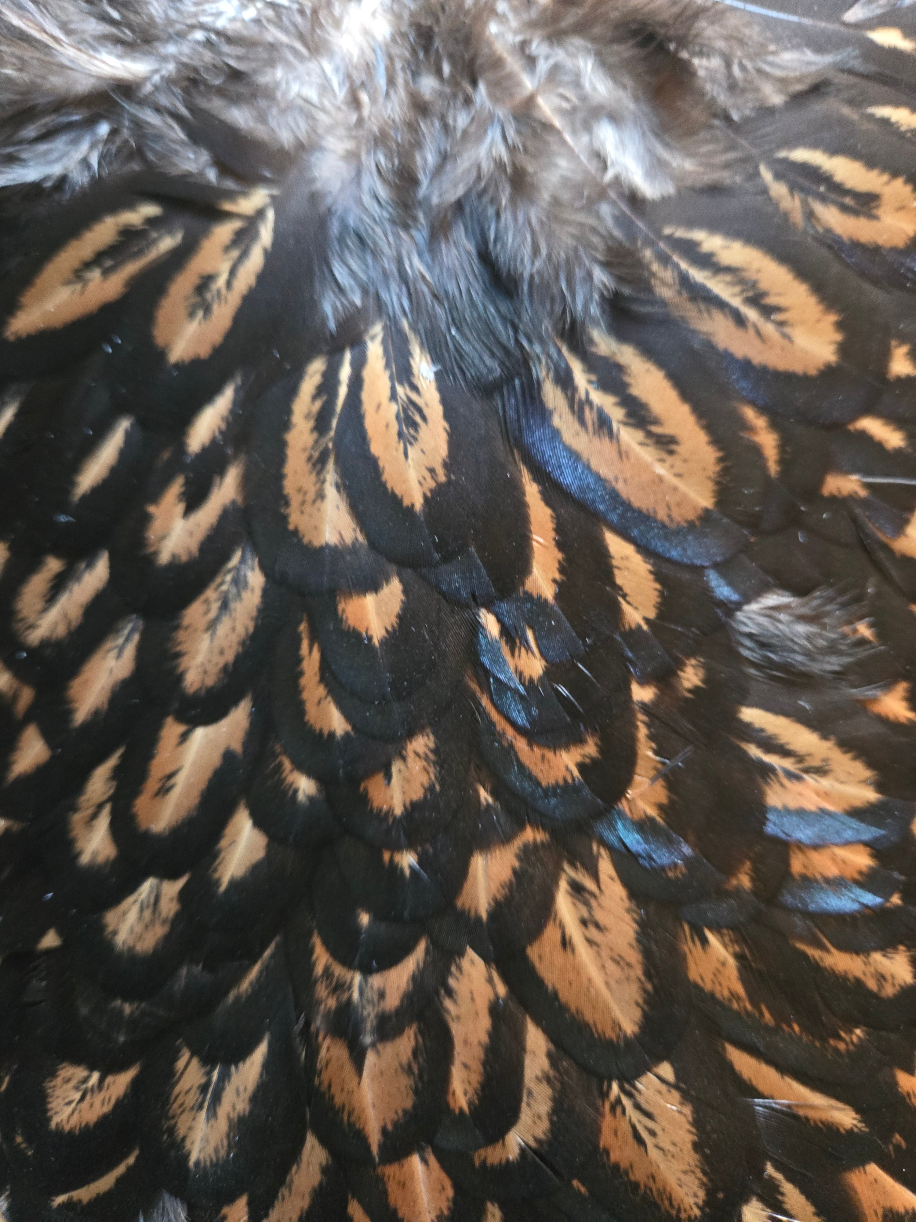 Whiting American Hackle - Hen Saddle Black Laced Brown (26)