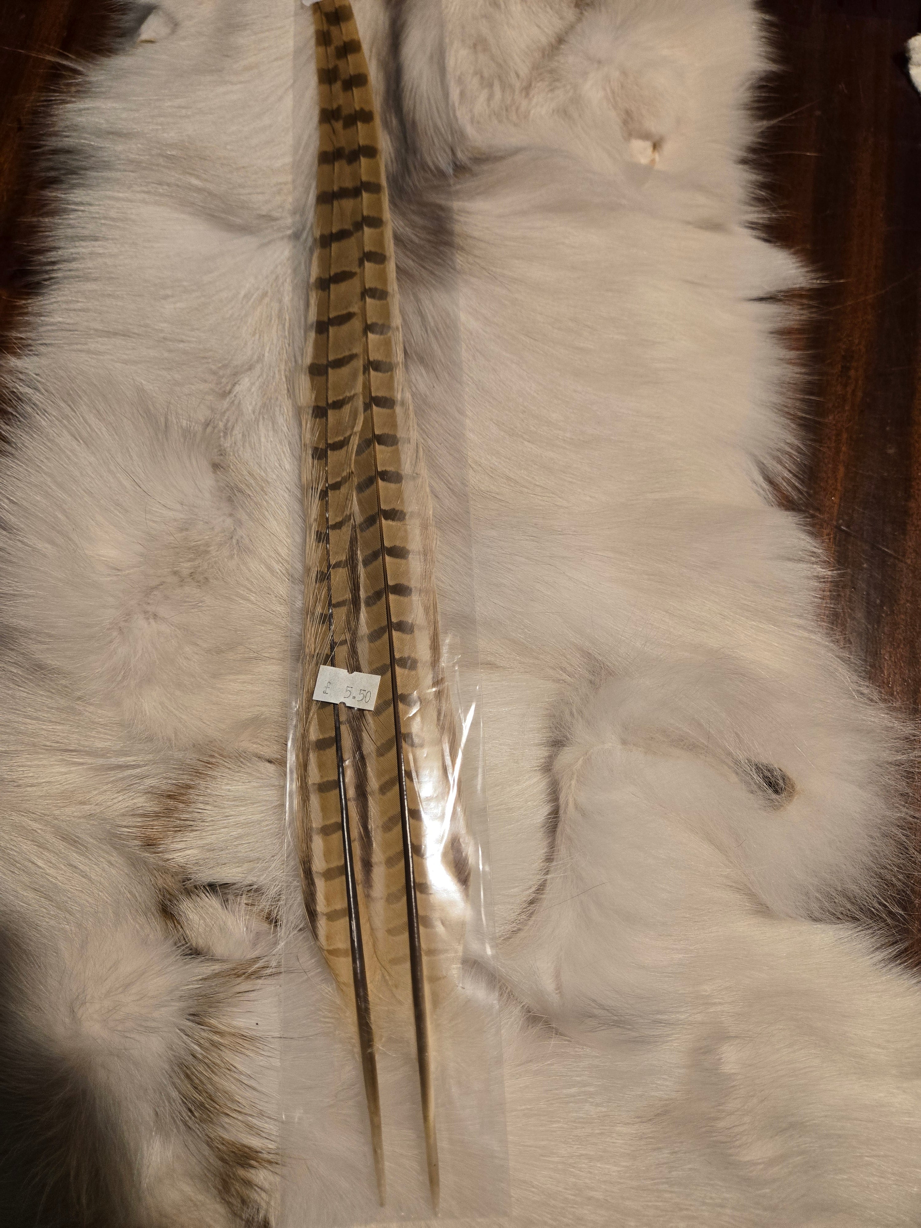Waspi - 1 Pair RingNeck Tail Feathers