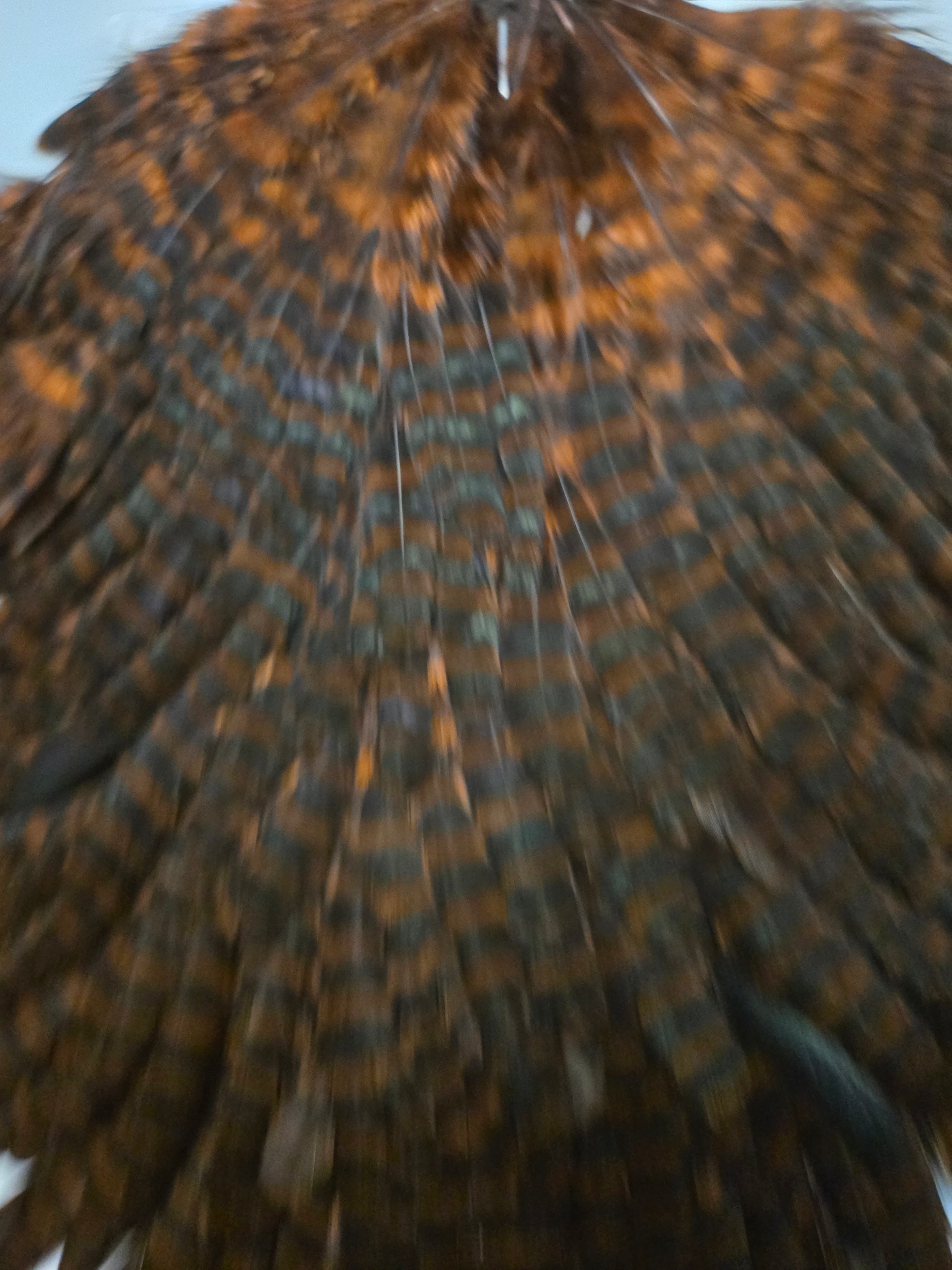 Whiting Wet Fly - Hen Saddle Grizzly Dyed Coachman Brown (13)