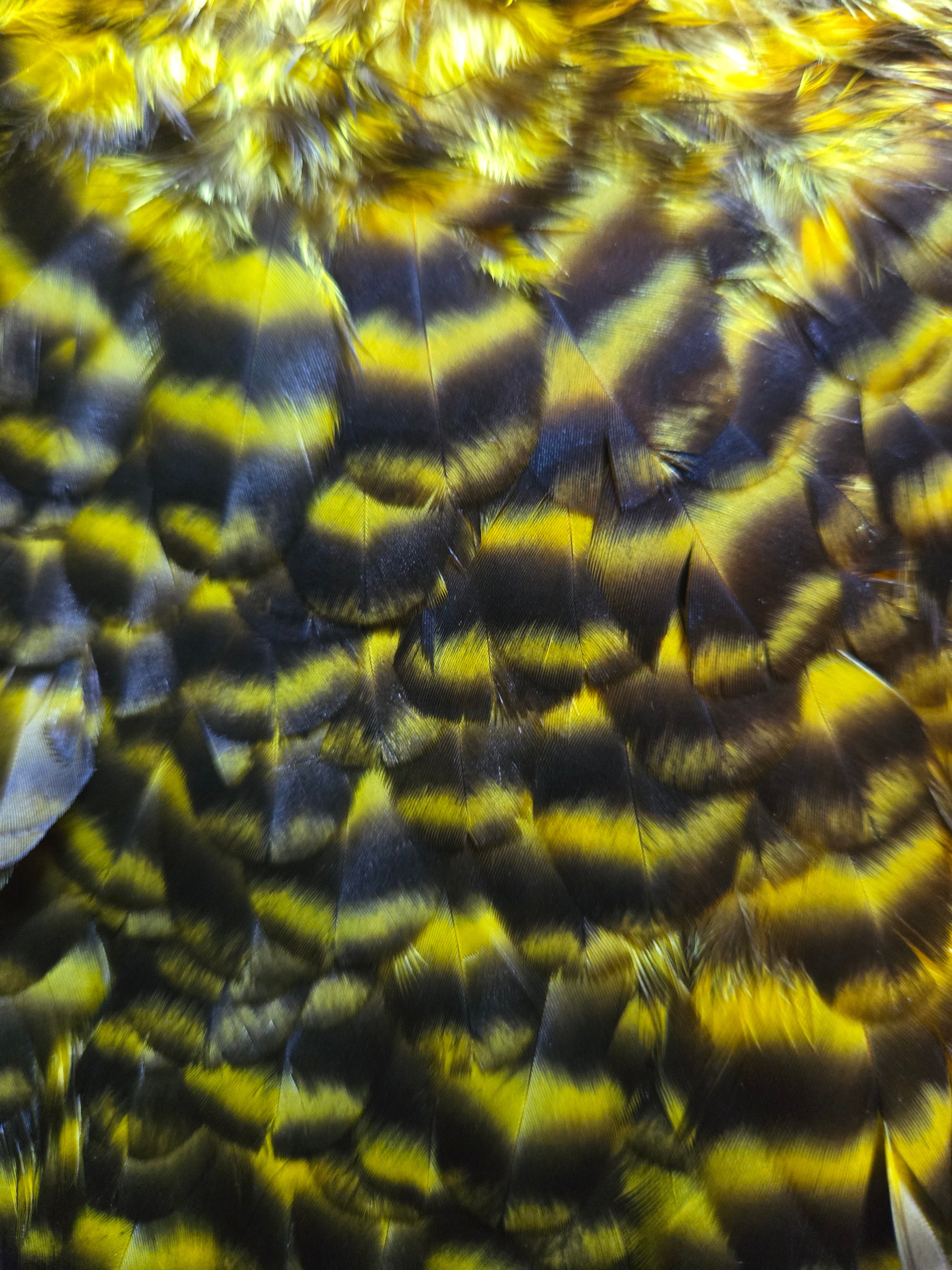 Whiting American Hackle - Hen Saddle Grizzly Dyed Yellow (24)