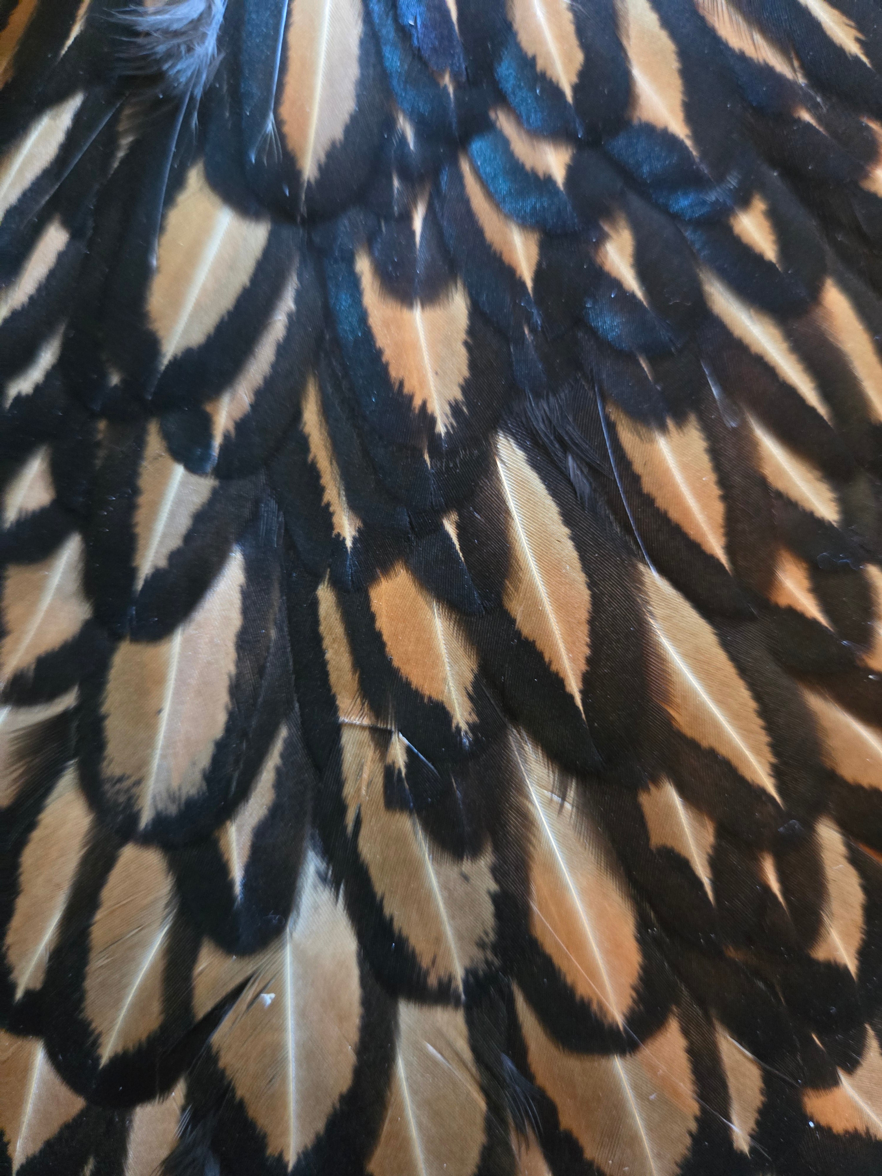 Whiting American Hackle - Hen Saddle Black laced Brown (22)