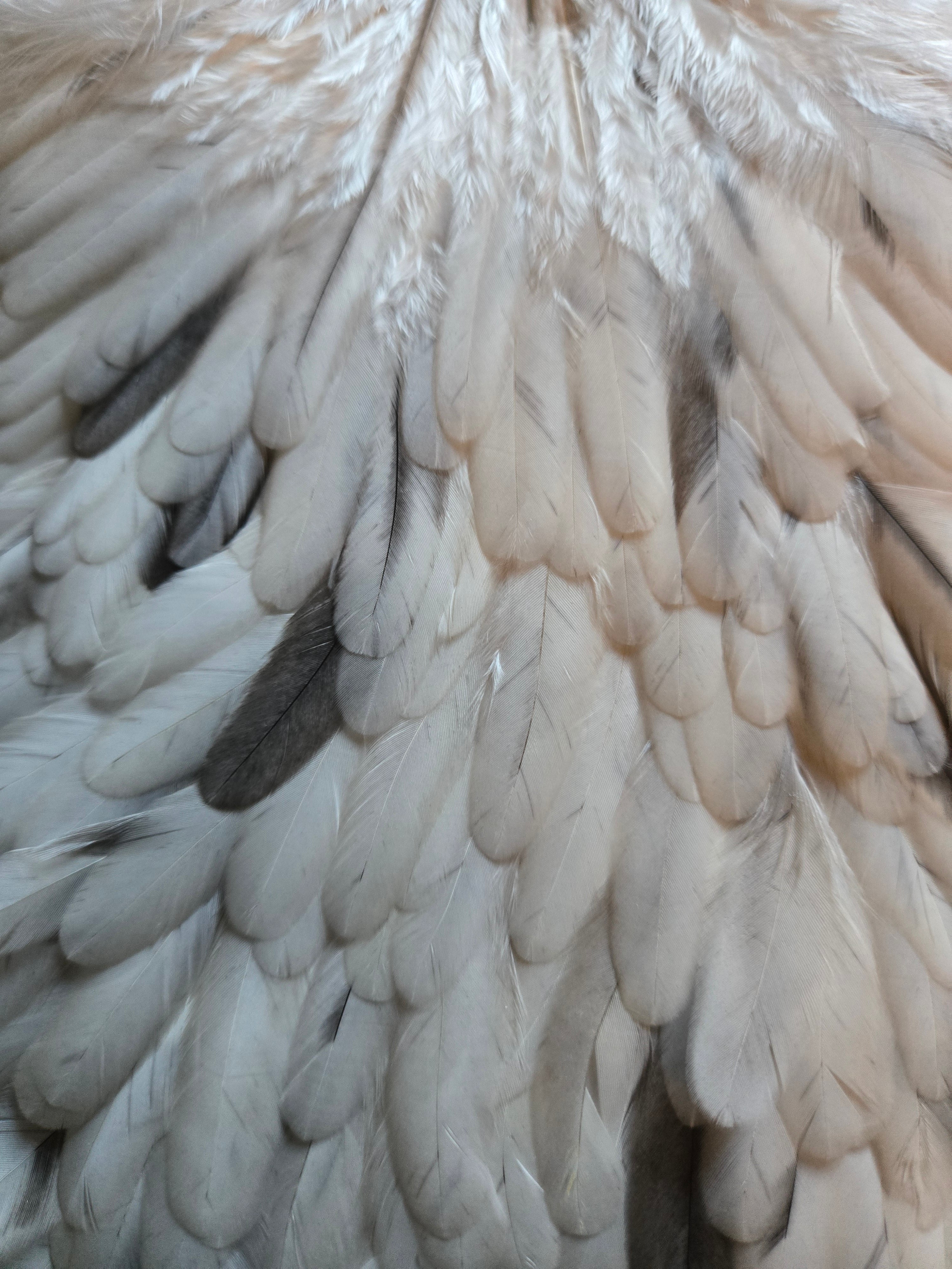 Whiting Hebert Miner Wet Fly Hackle - Hen Saddle Unique Variant (37)