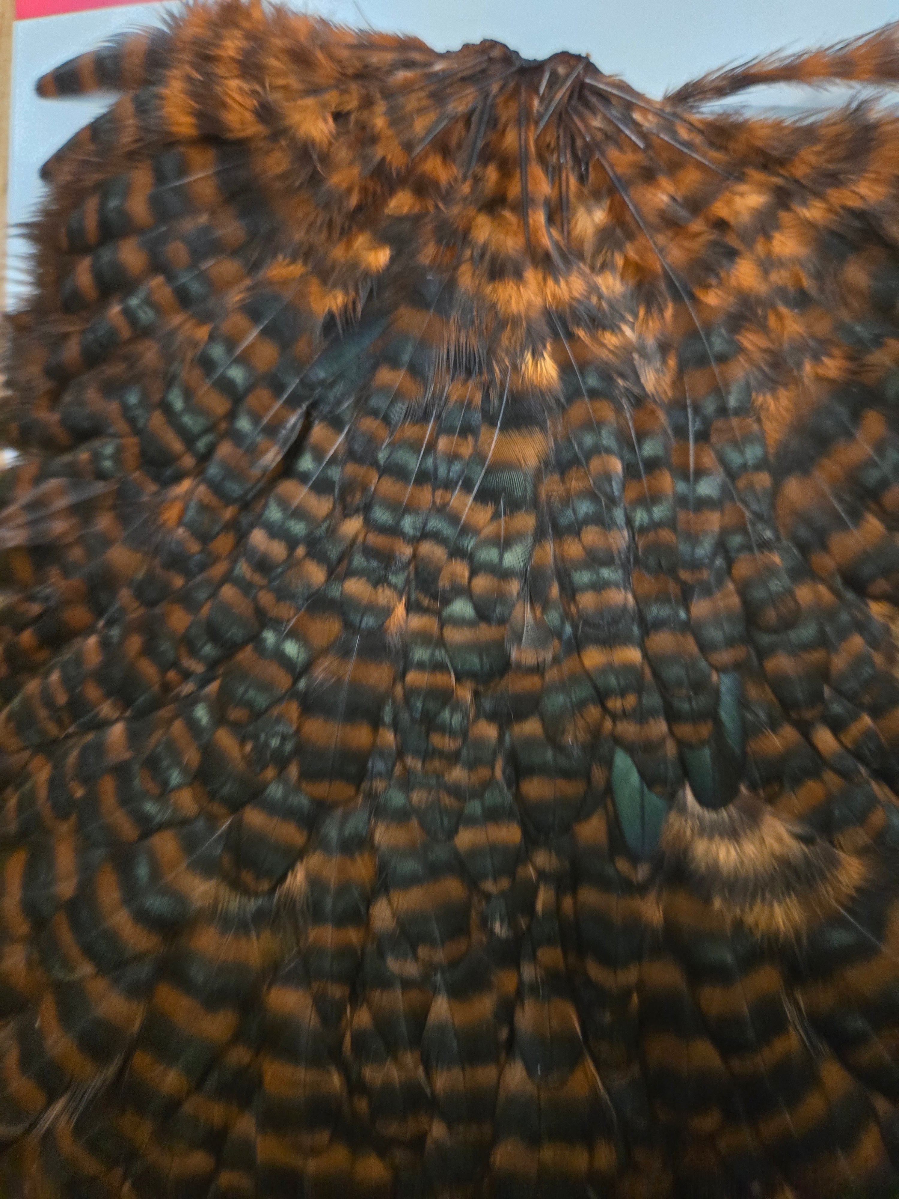 Whiting Wet Fly Hackle - Hen Saddle Grizzly Dyed Coachman Brown (11)