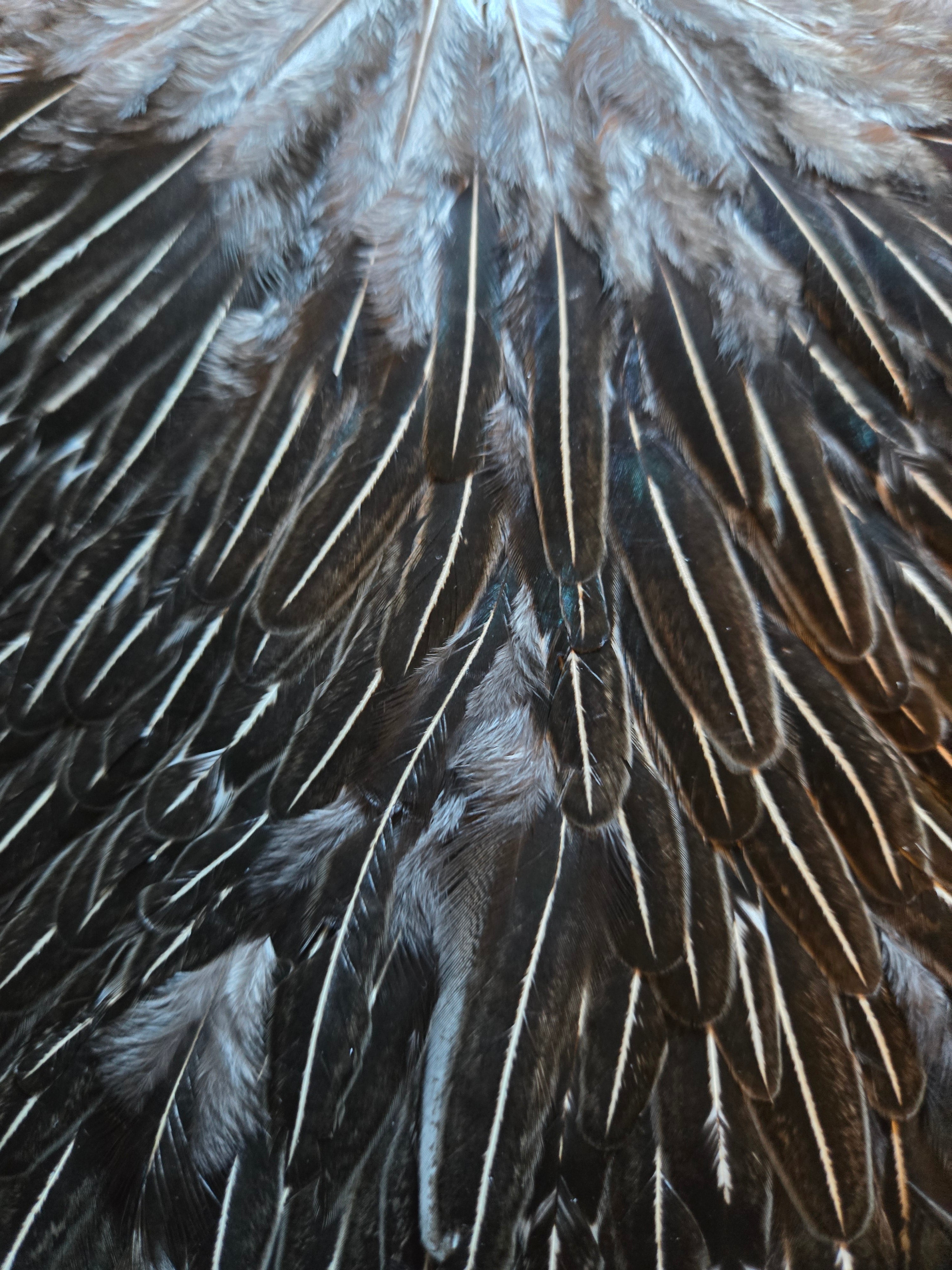 Whiting Hebert Miner Wet Fly Hackle - Hen Saddle Unique Variant (34)