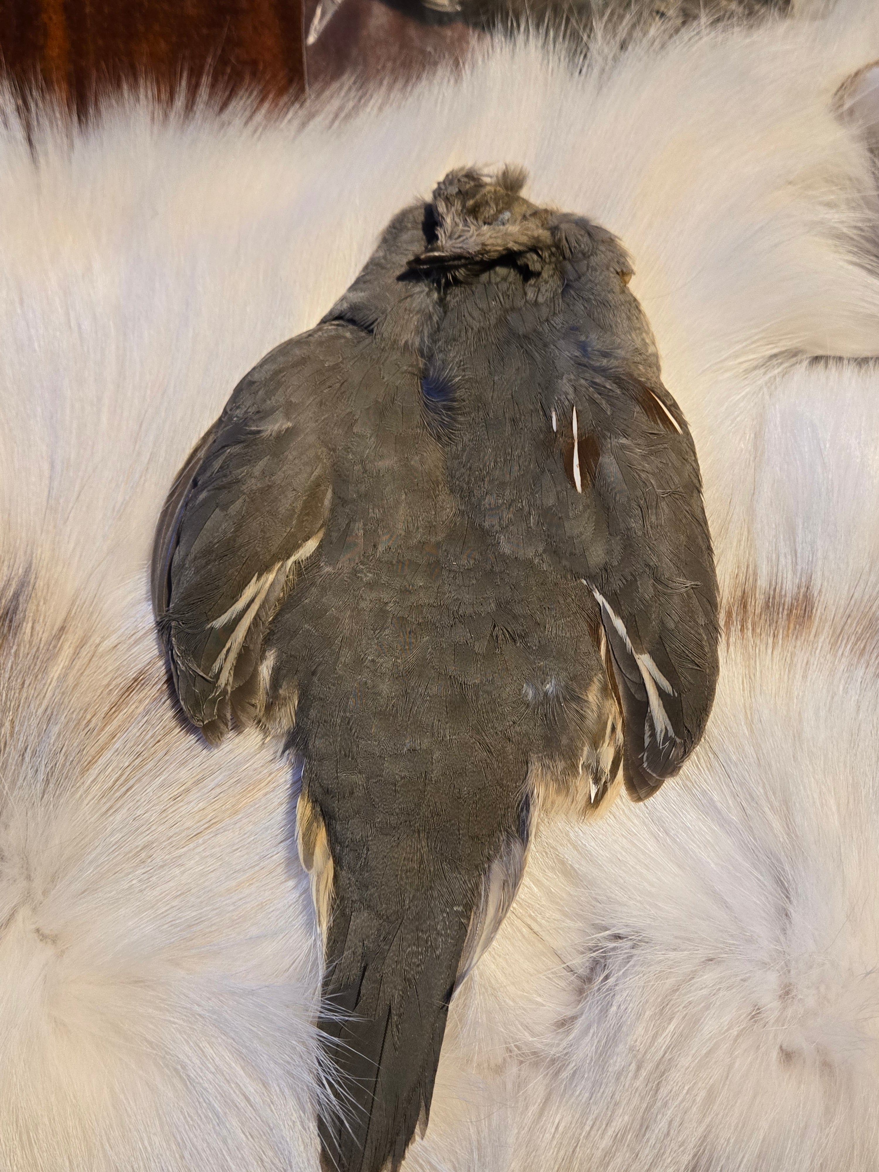 Gambal Quail Skin #1 quality