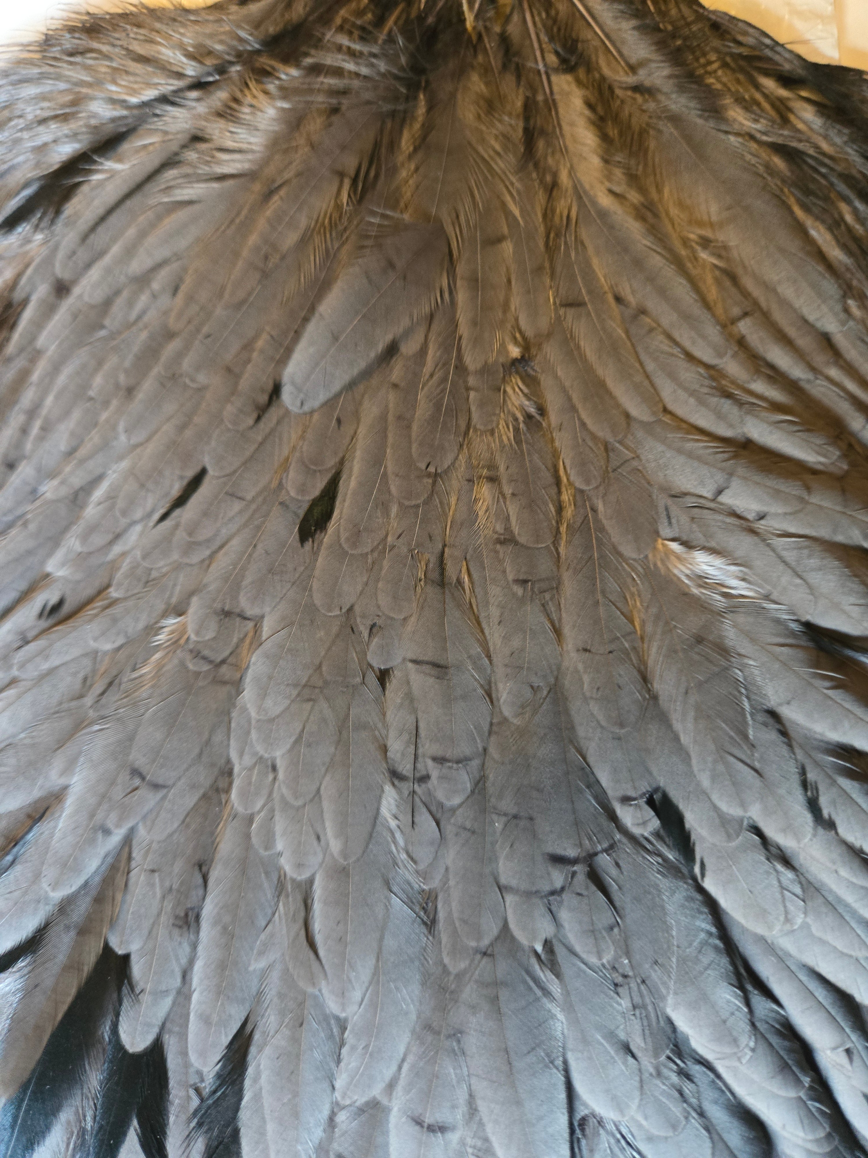 Whiting Wet Fly Hackle - Hen Saddle - Dark Dyed Dun (2)