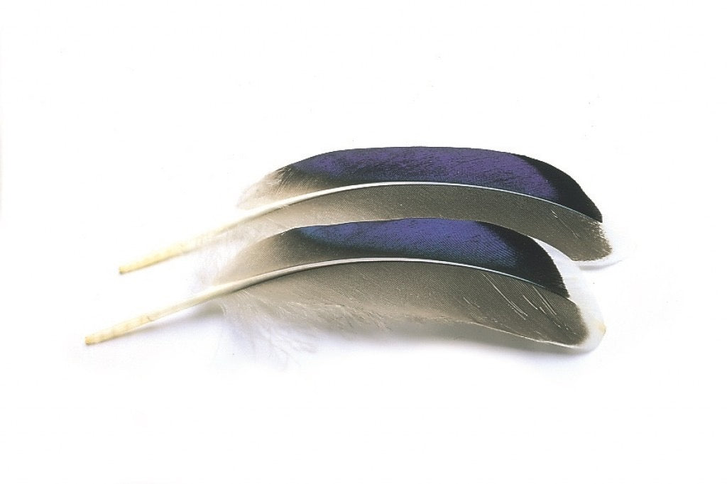 Mallard Duck Wing Quills - Blue / White Tips