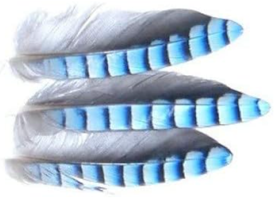 Veniard Blue Jay - Wing Hackles