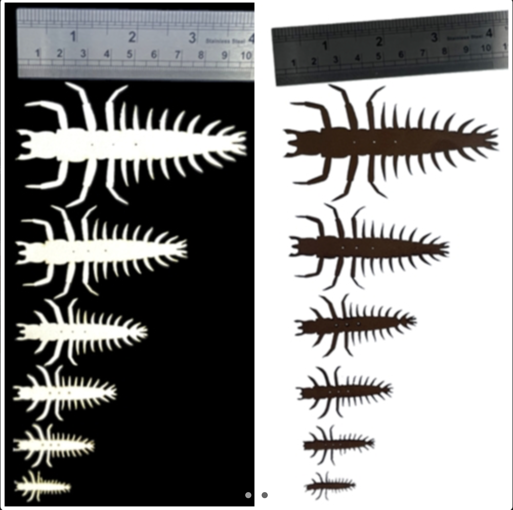 ABC Hellgrammite Nymph
