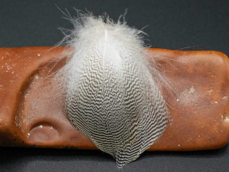 Pintail - Flank - Natural