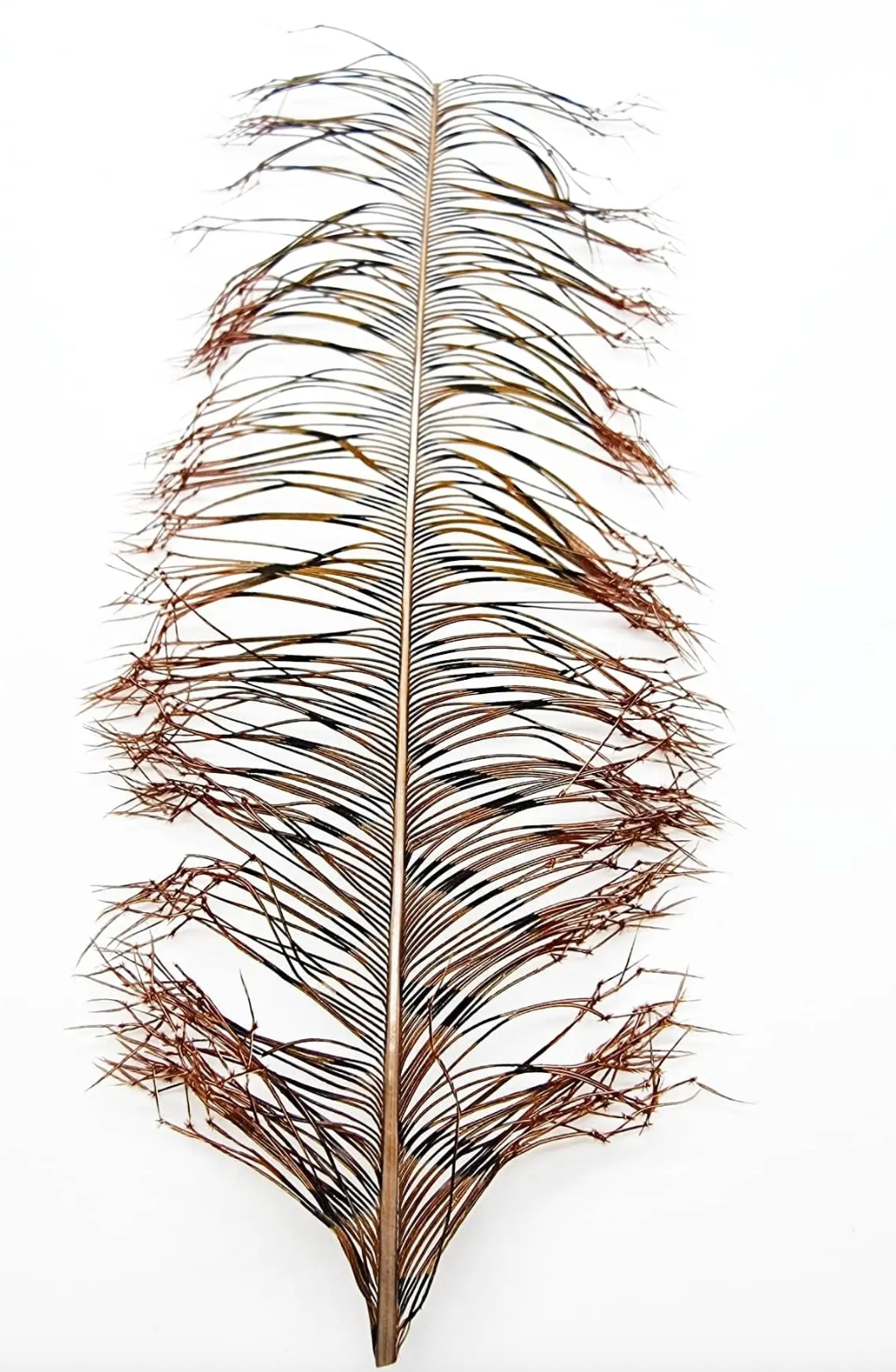 Kindale - Pheasant Tail - Double Knotted Legs