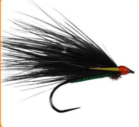 Wet Hot Head Cormorant