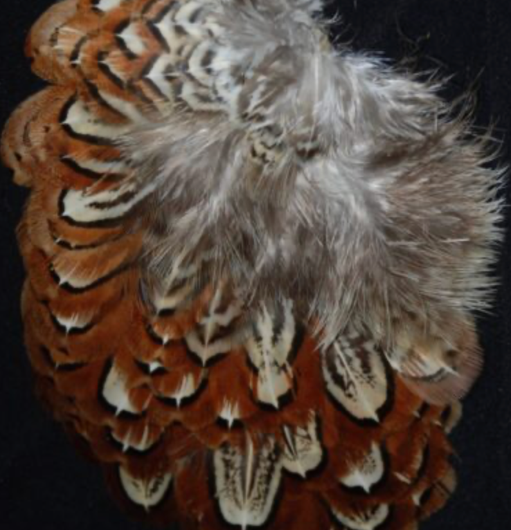 Chevron Pheasant Shoulder