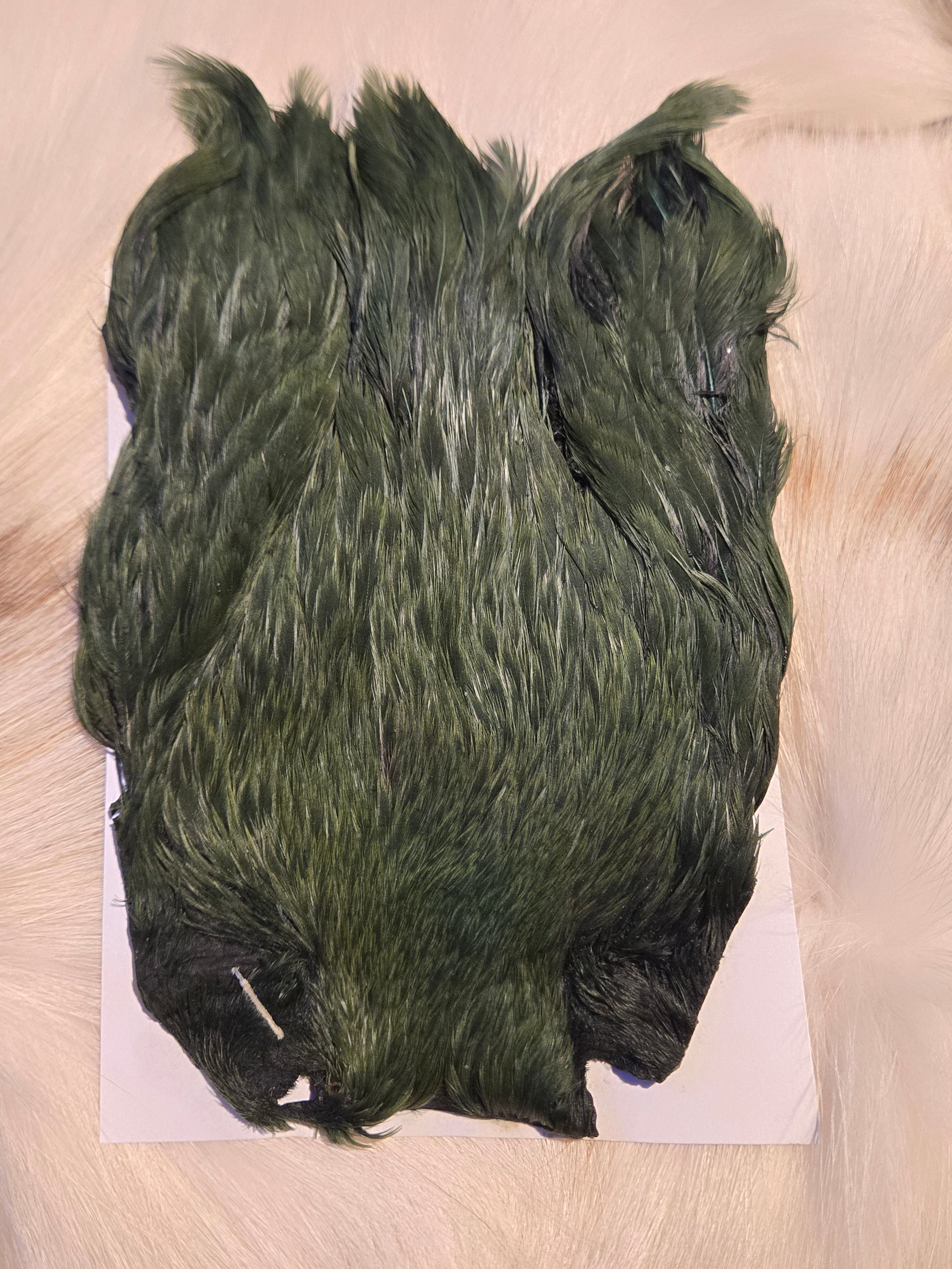 Indian Hen Neck