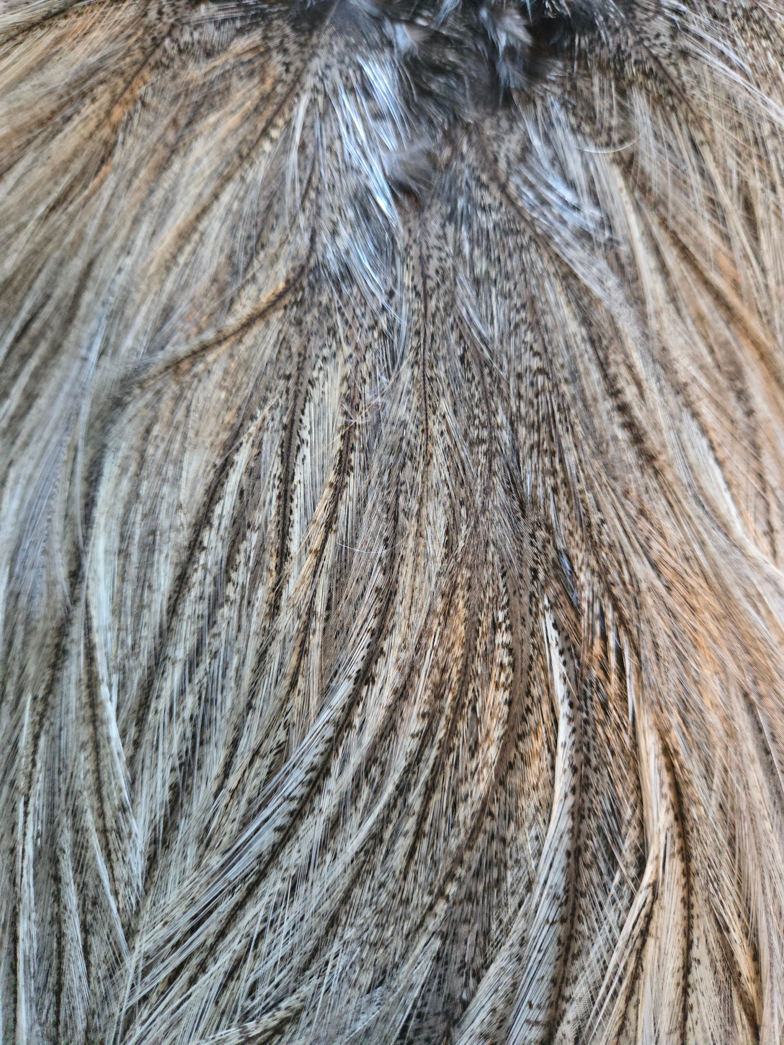 Whiting Coq De Leon Bronze Saddle Cream Badger