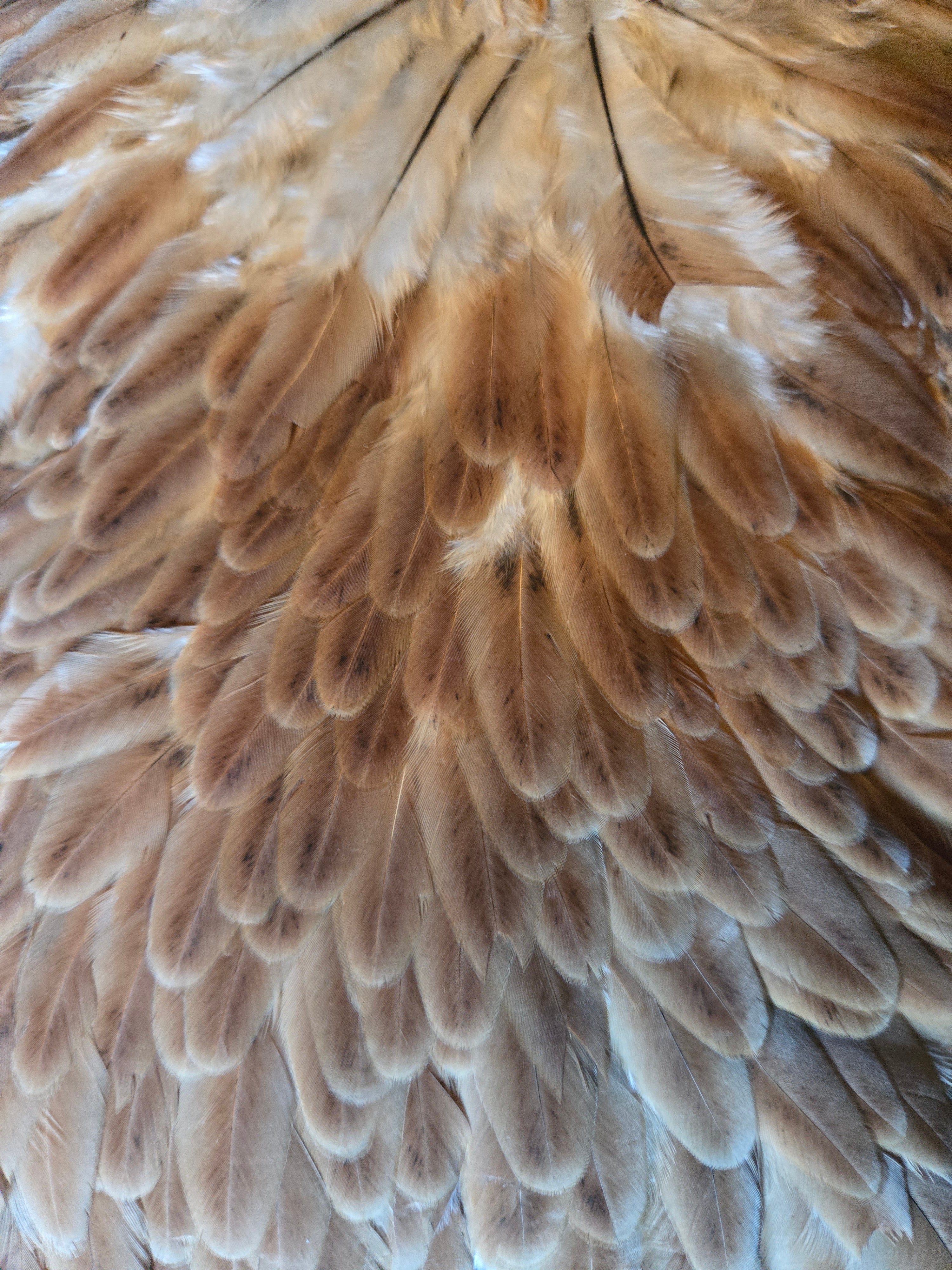 Whiting Wet Fly Hackle - Hen Saddle Medium Ginger (3)