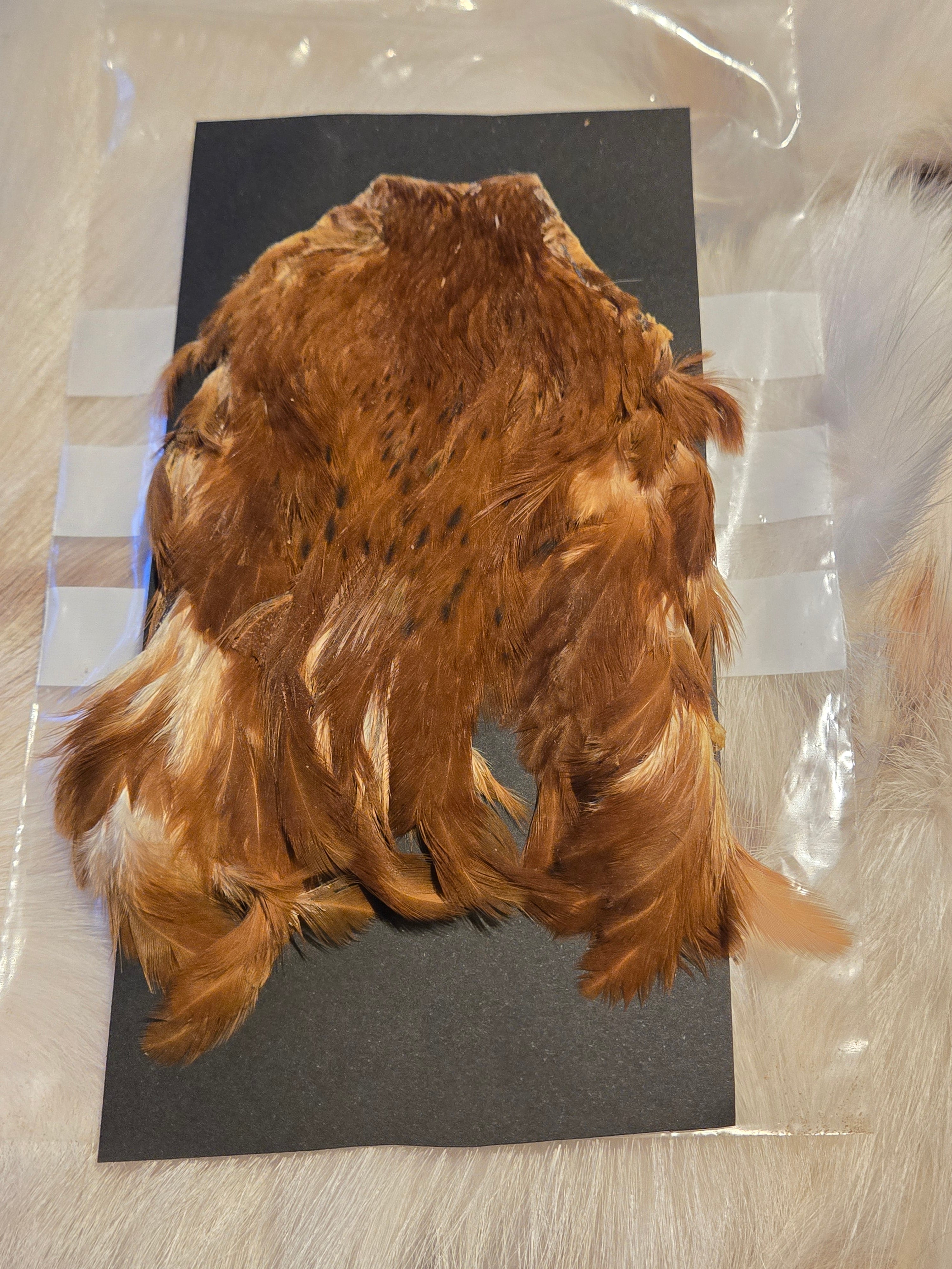 Indian Hen Neck