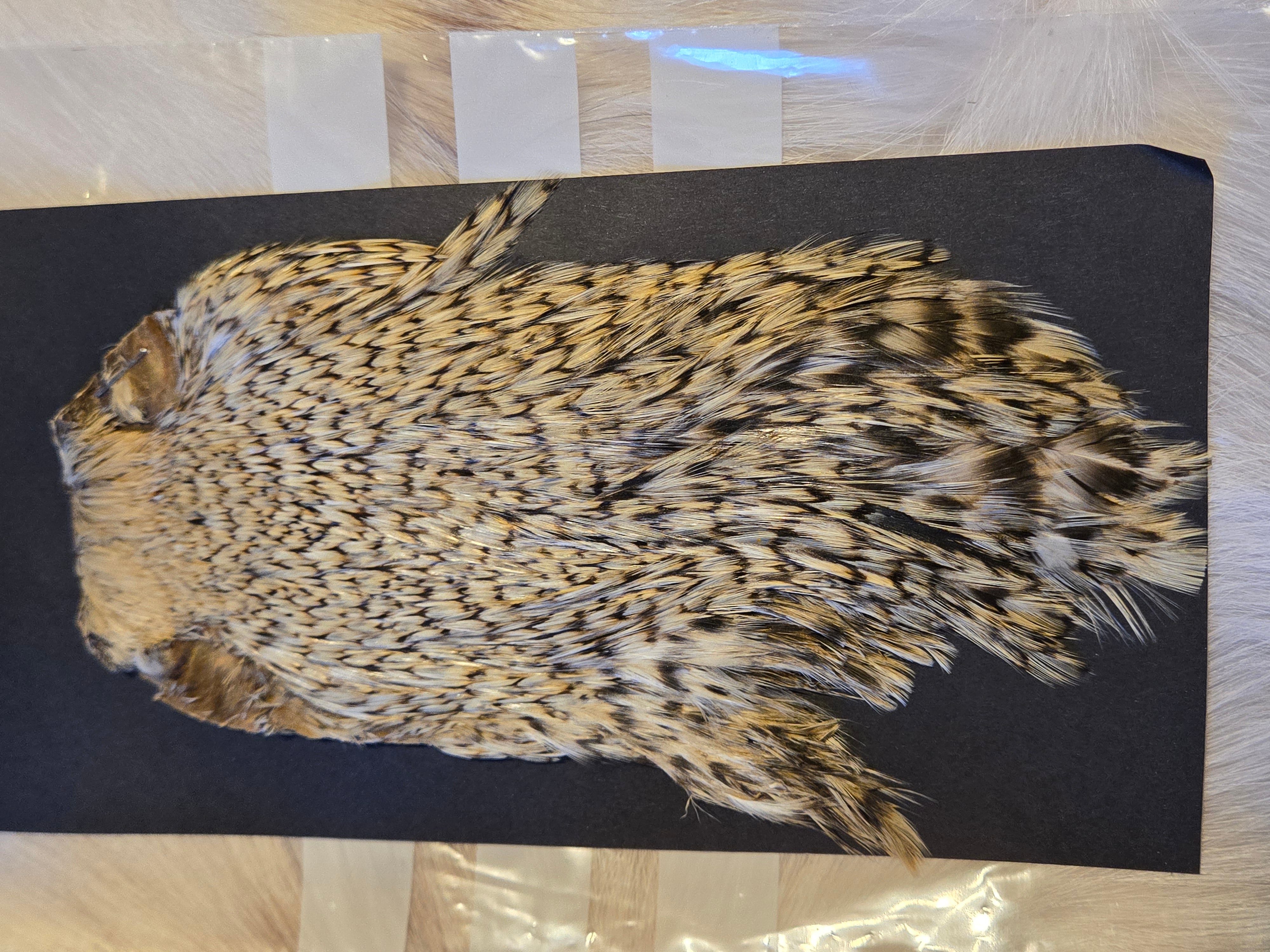 Indian Cock Neck Capes
