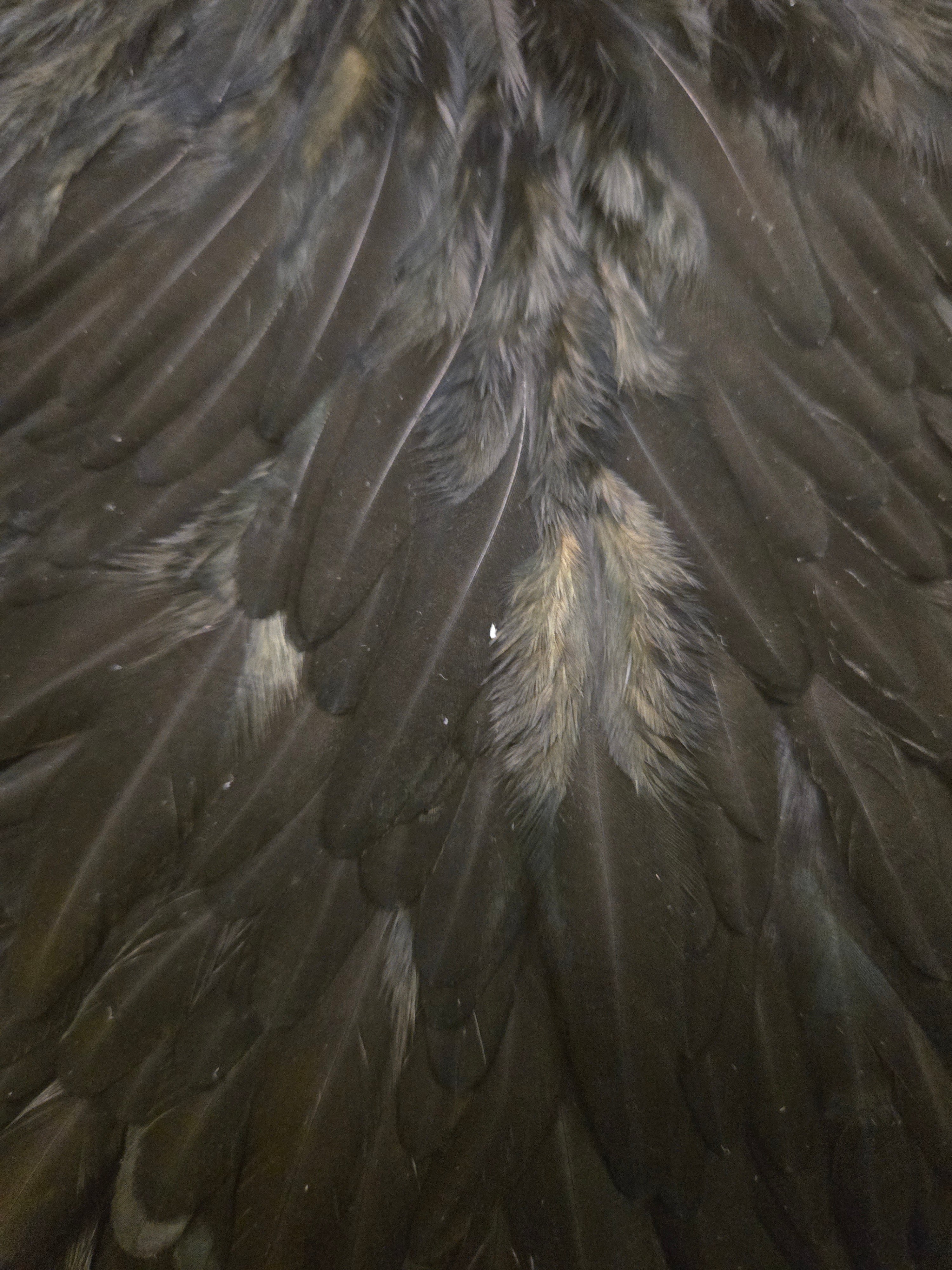 Whiting Wet Fly Hackle - Hen Saddle Black (21)