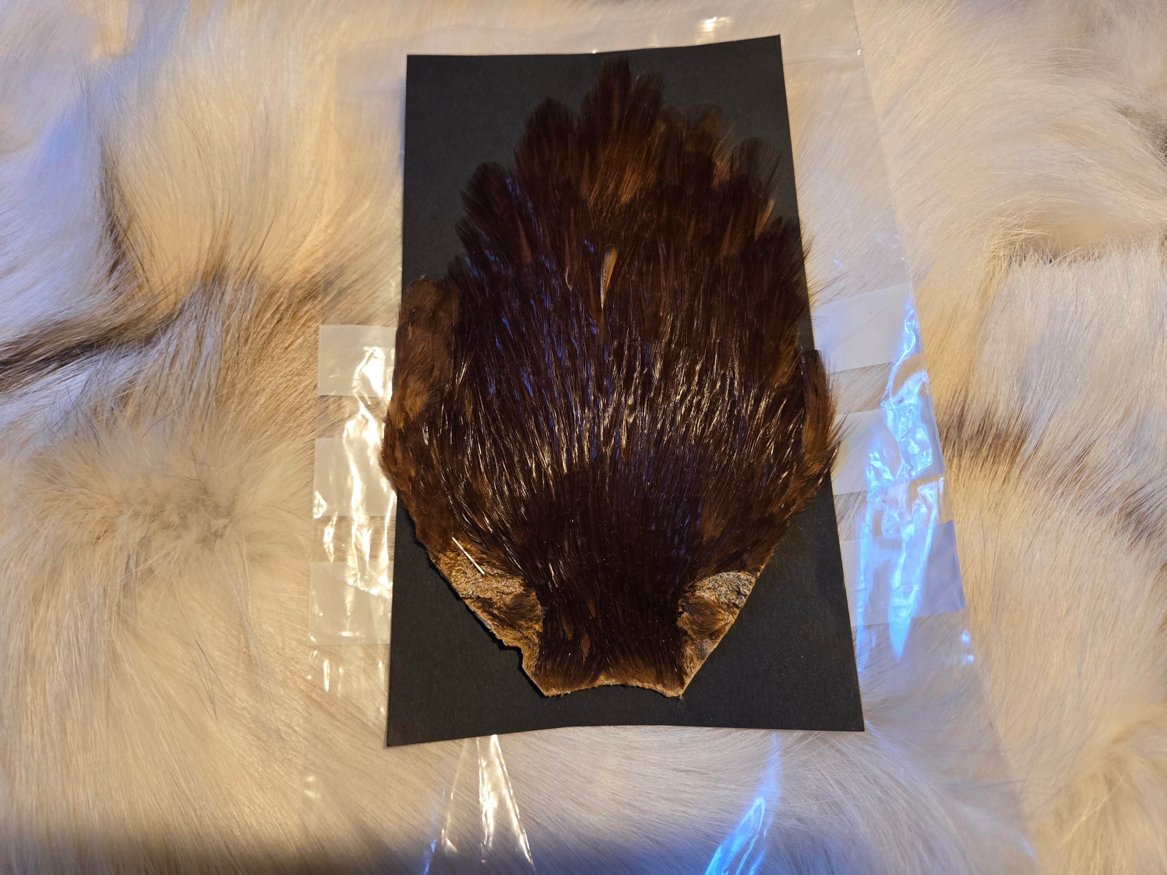 Indian Cock Neck Capes