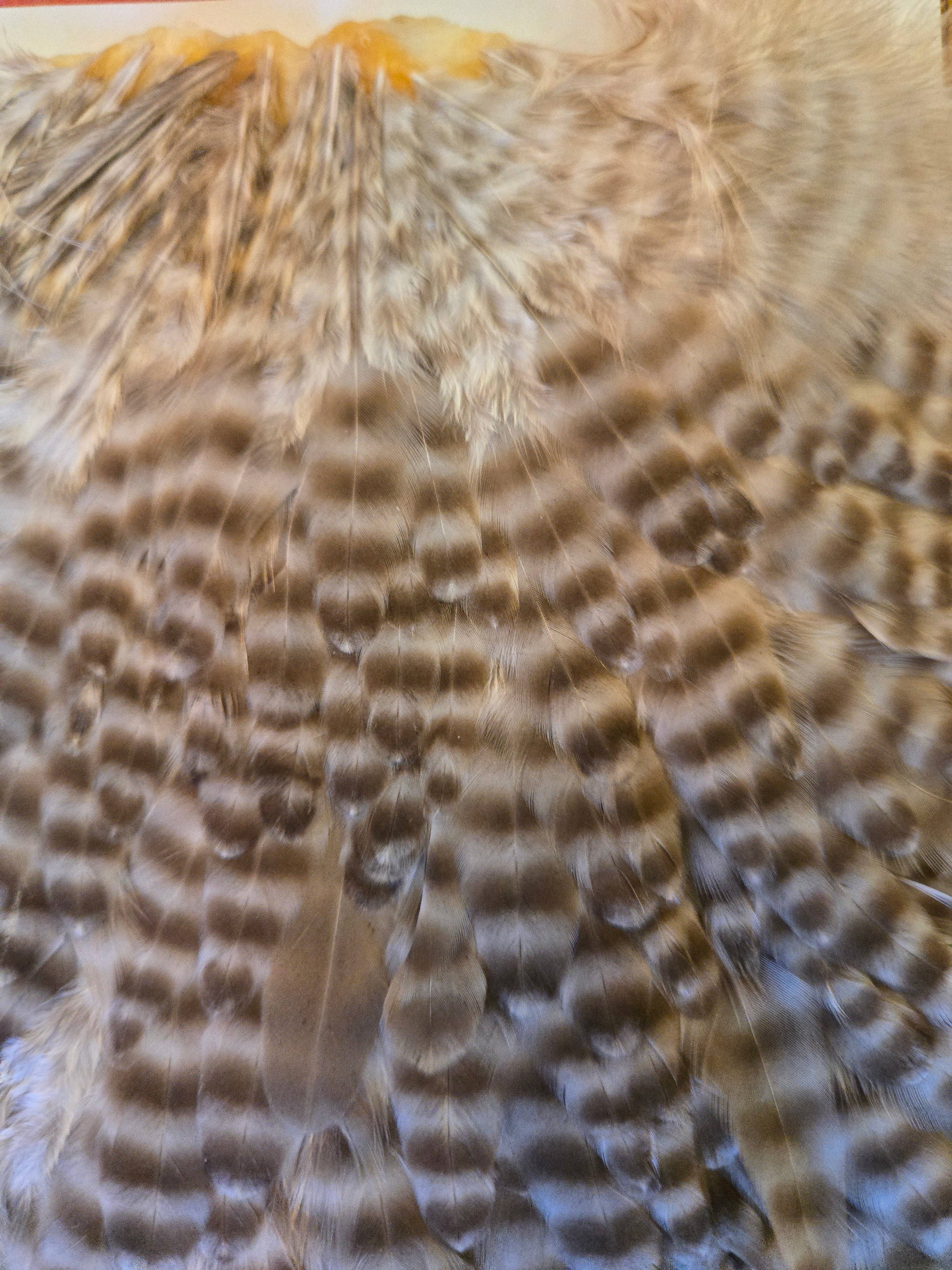 Whiting Wet Fly Hackle - Hen Saddle Dun Grizzly (8)