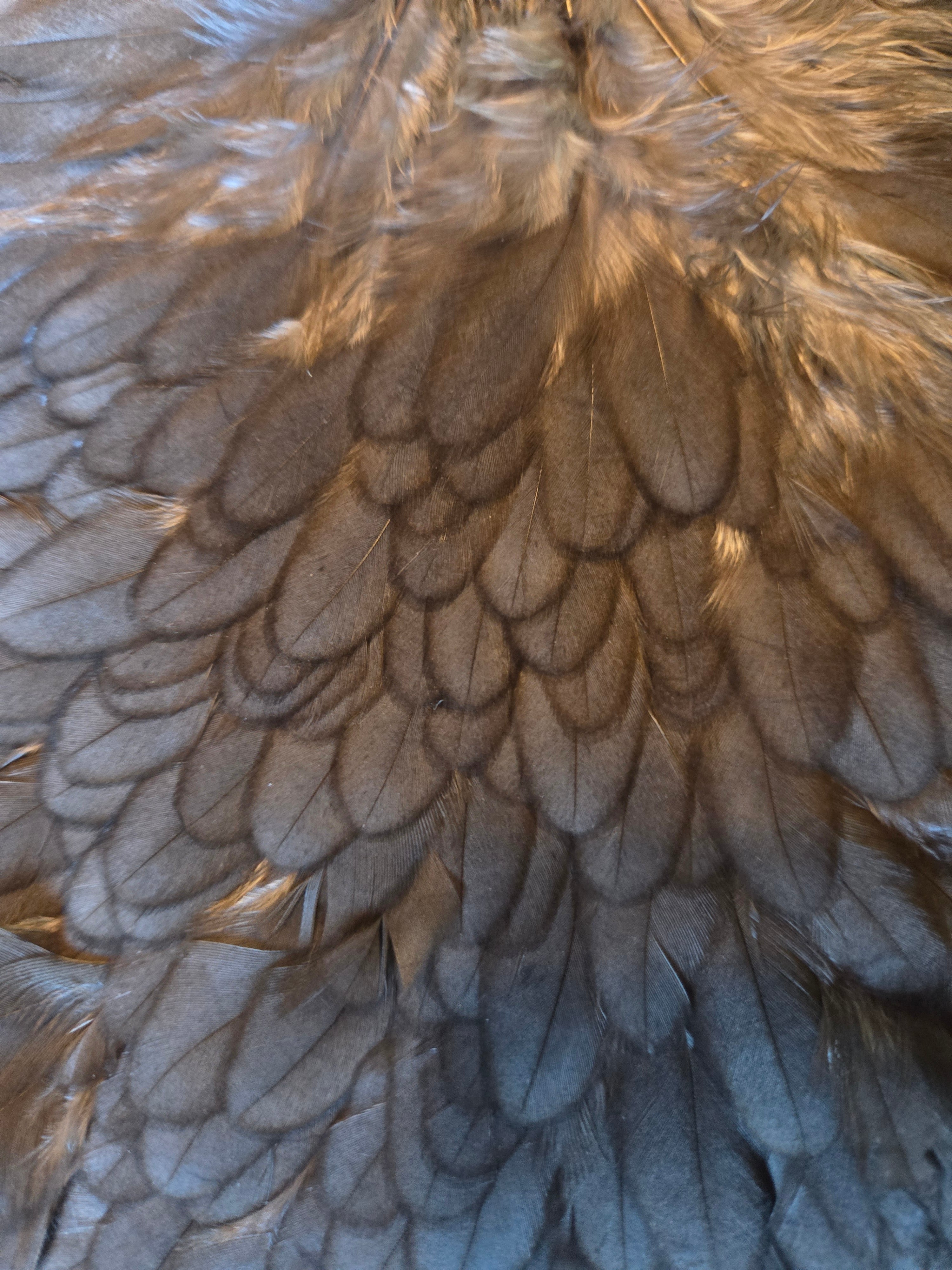 Whiting Wet Fly Hackle - Hen Saddle Dark Dyed Dun (6)