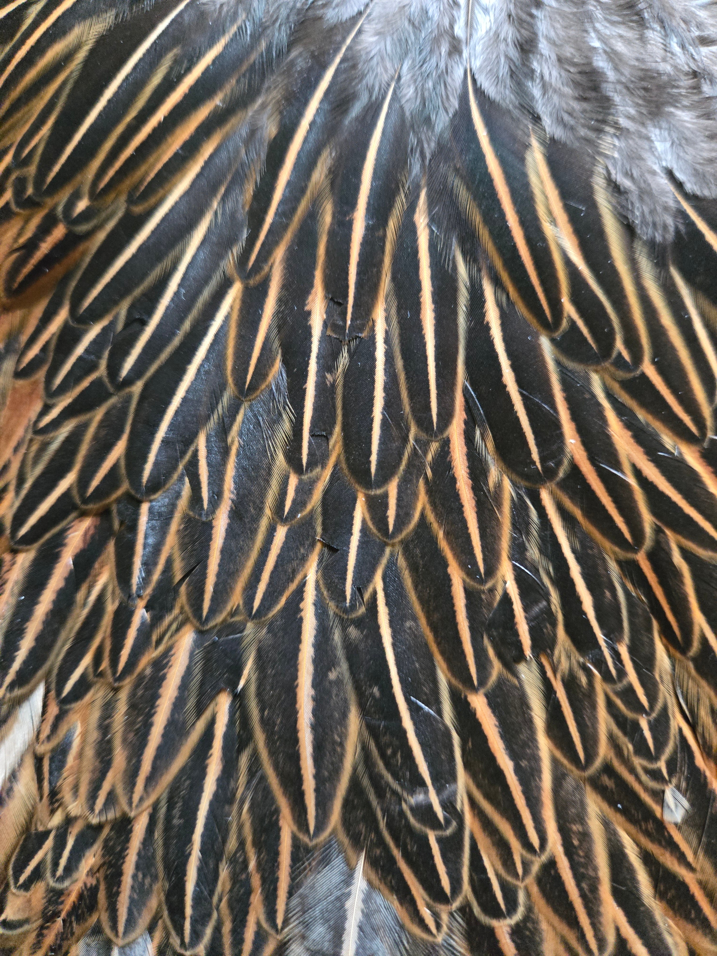 Whiting Hebert Miner Wet Fly Hackle - Hen Saddle Wild Type Brown (33)