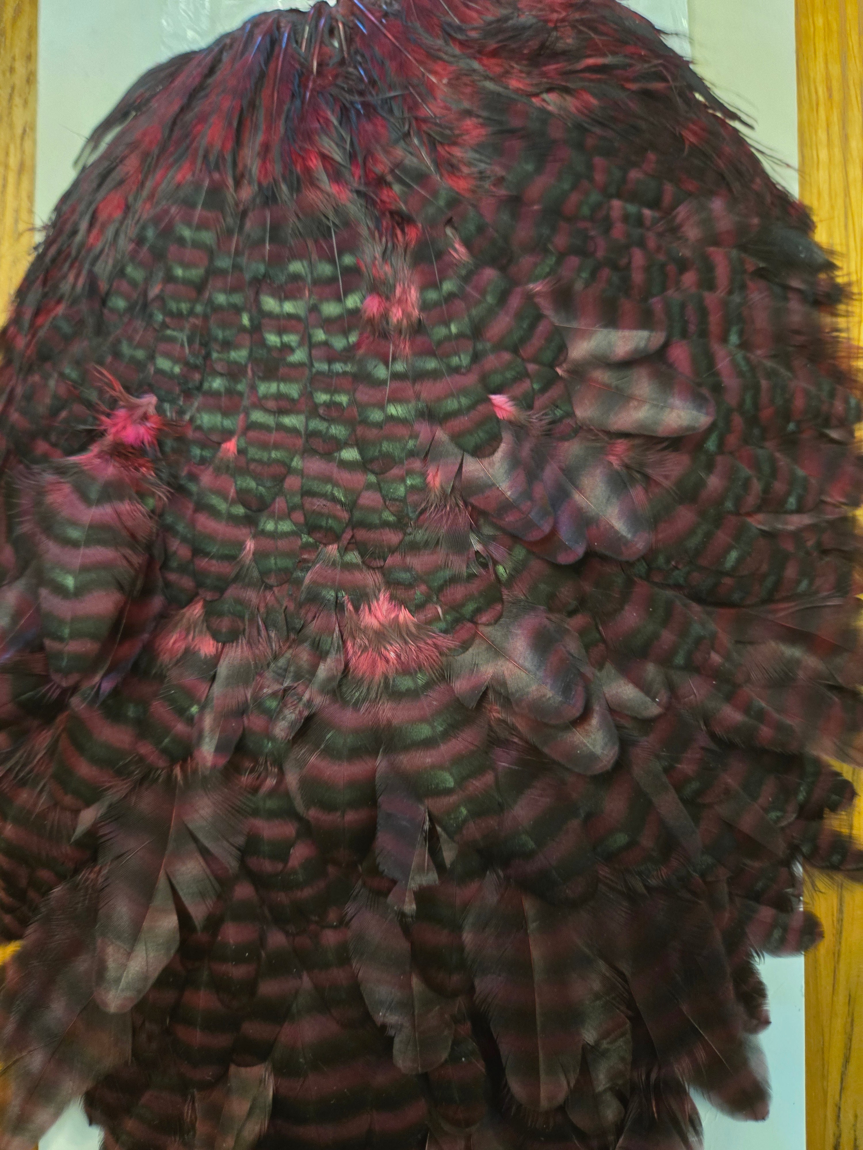 Whiting Wet Fly Hackle - Grizzly Dyed Claret (93)