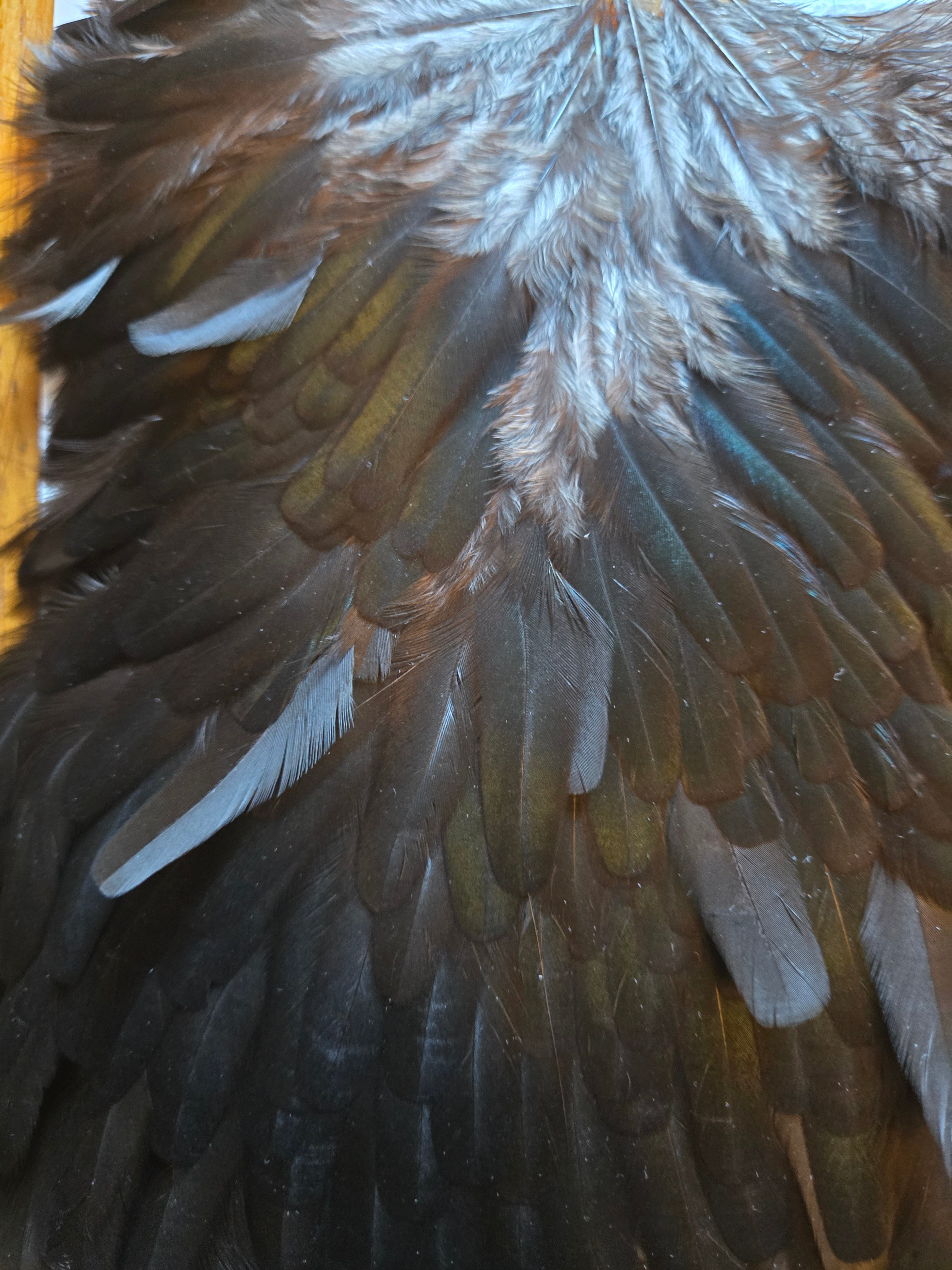 Whiting Hebert Miner Wet Fly Hackle - Hen Saddle Black (30)