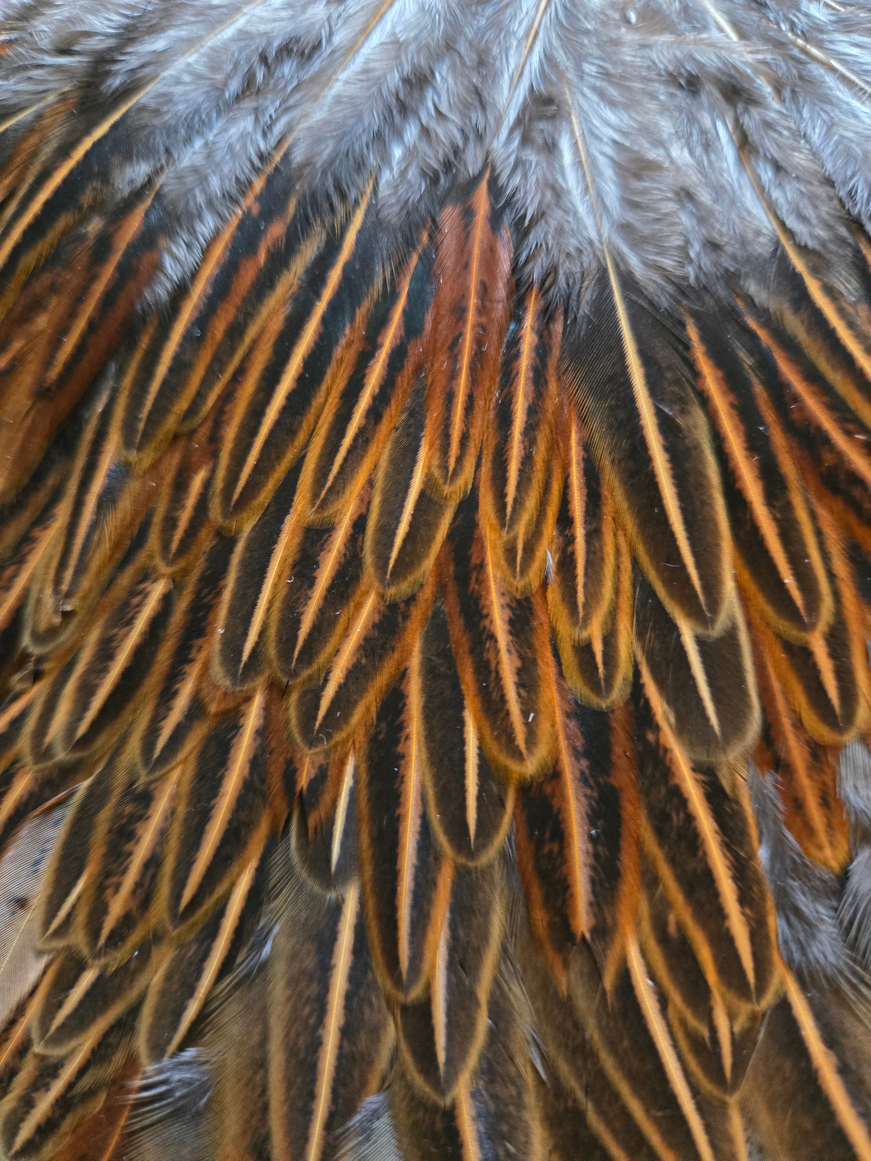 Whiting Hebert Miner Wet Fly Hackle - Hen Saddle Wild Type Brown (35)