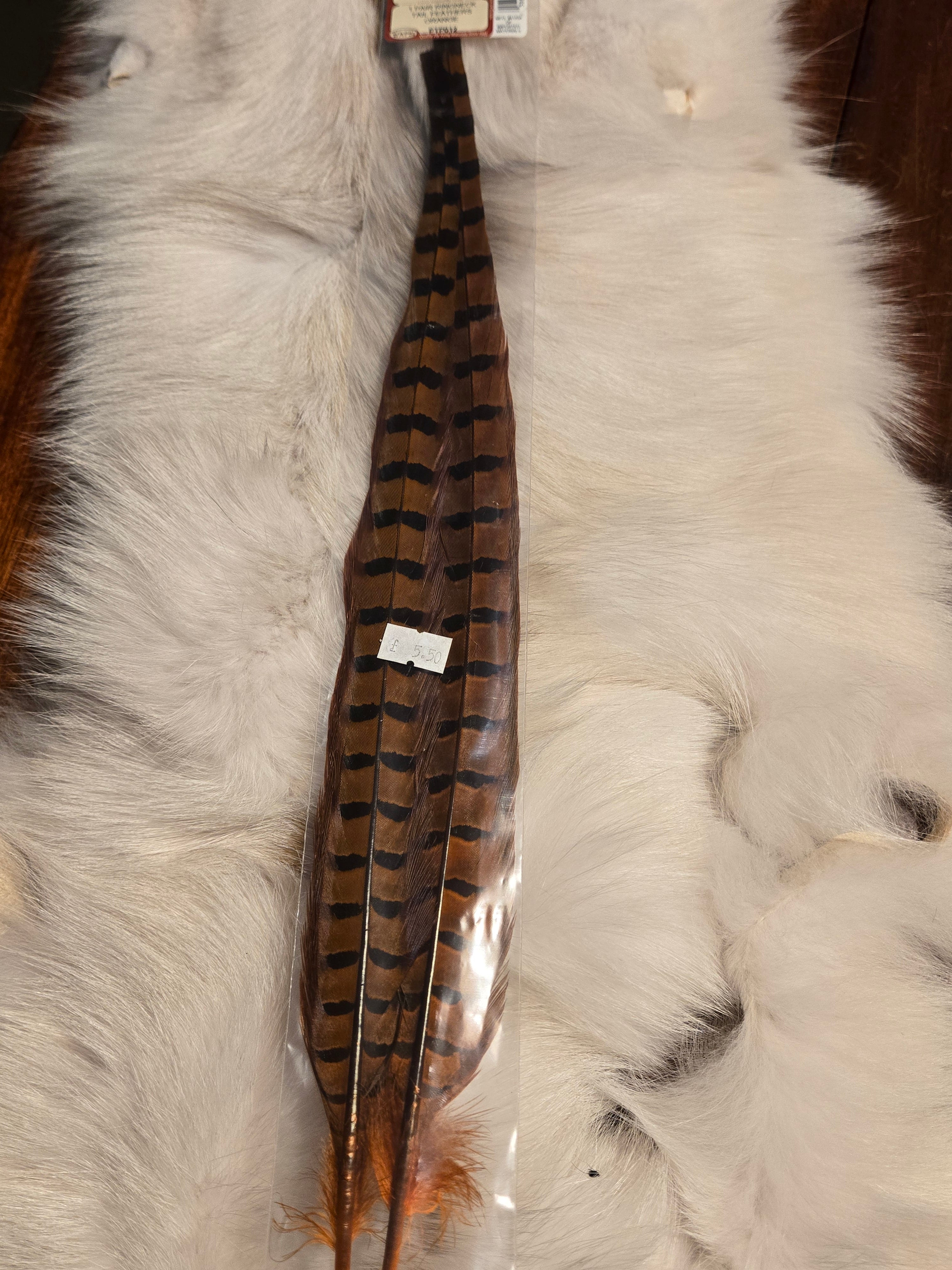 Waspi - 1 Pair RingNeck Tail Feathers