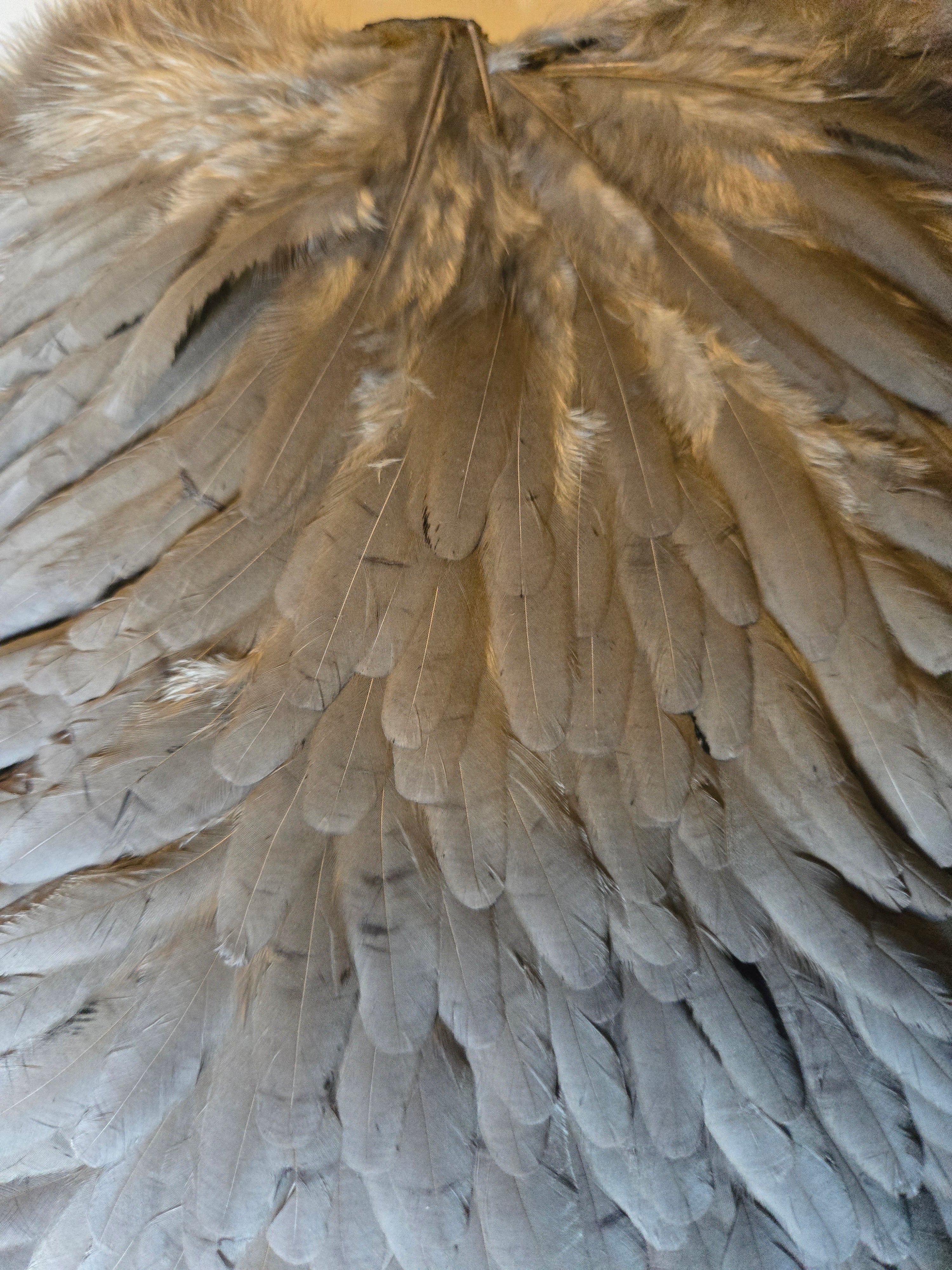 Whiting Wet Fly Hackle - Hen Saddle White Dyed Medium Dun (4)