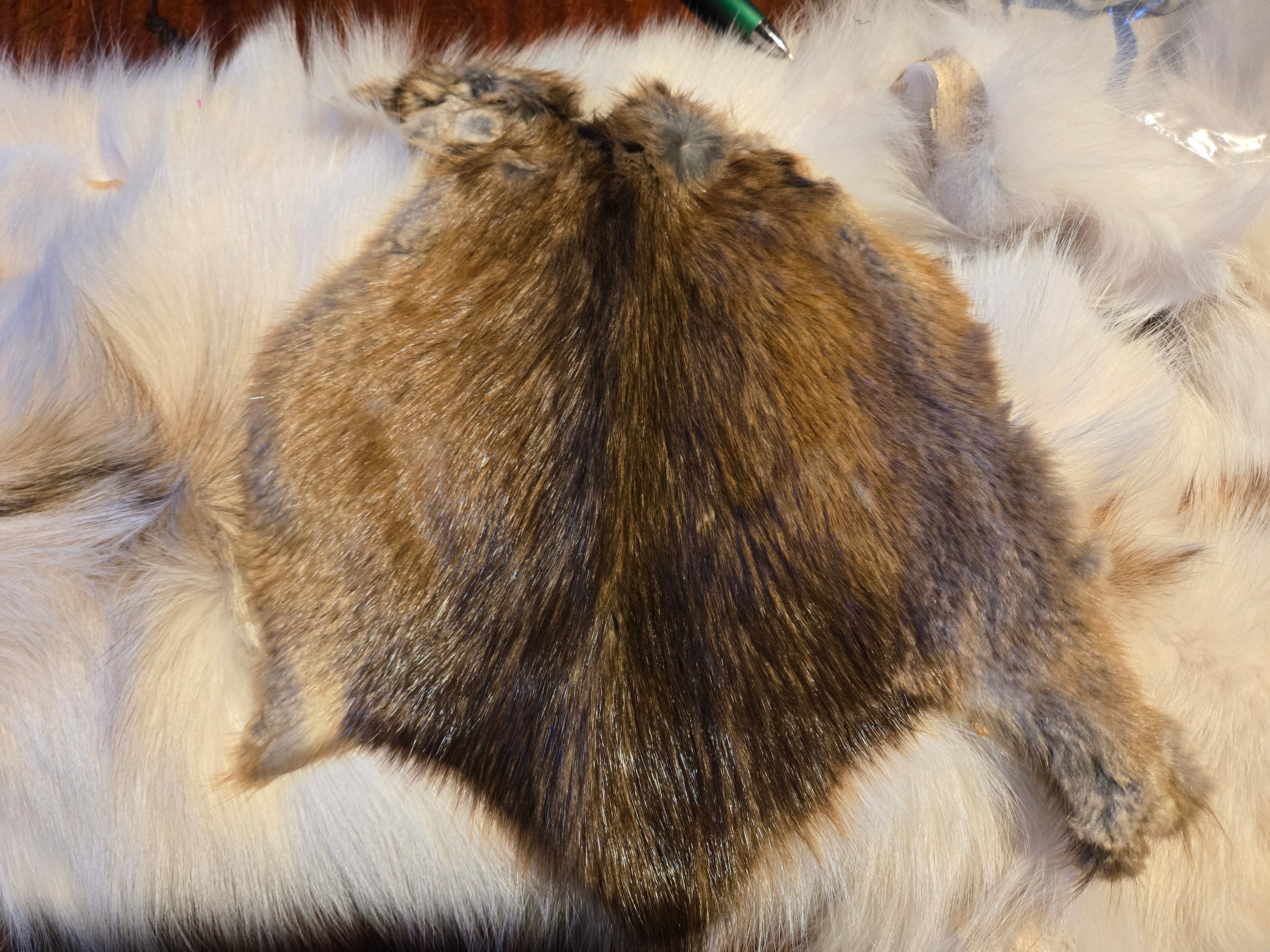 Muskrat Skin