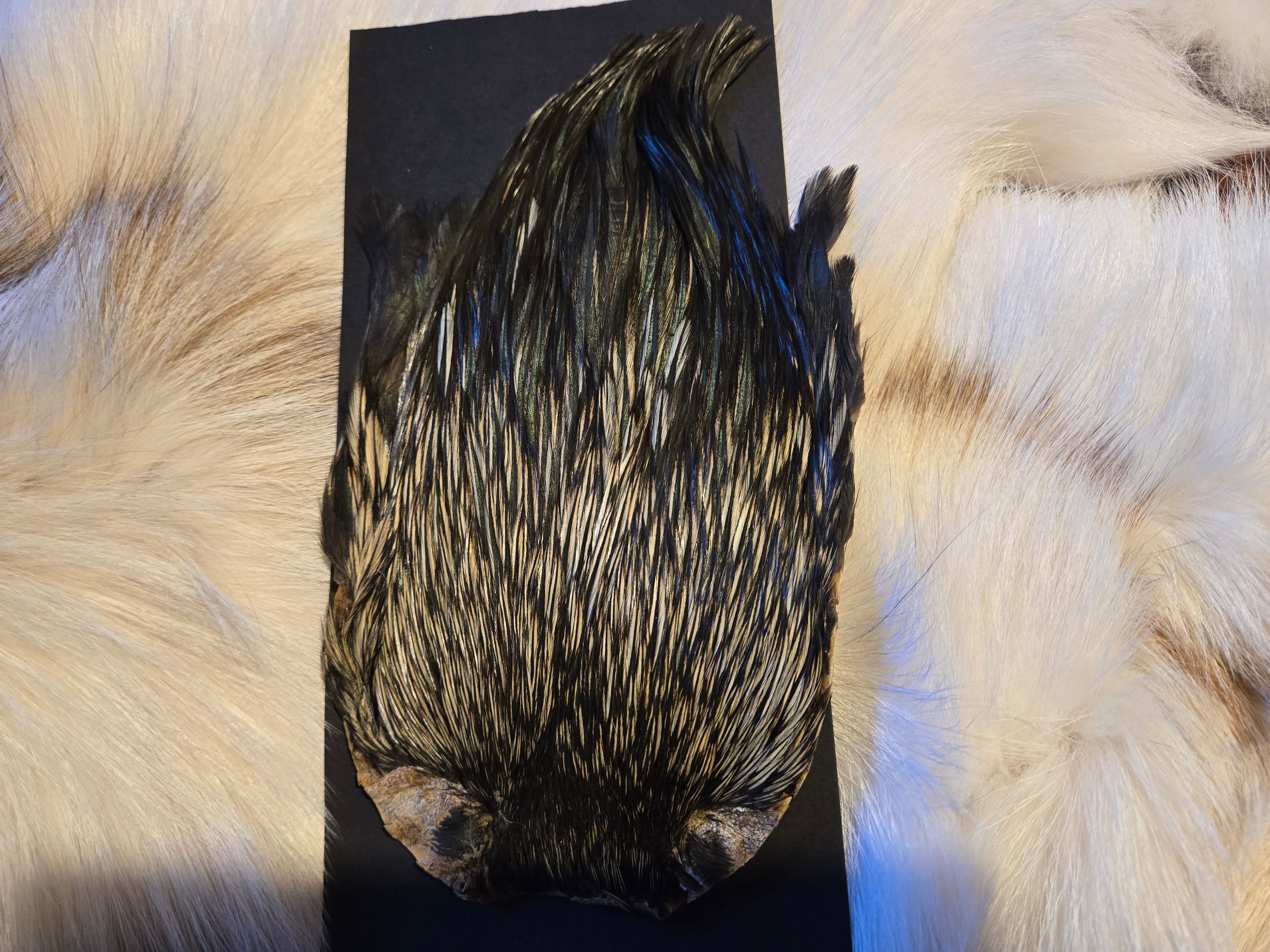 Indian Cock Neck Capes