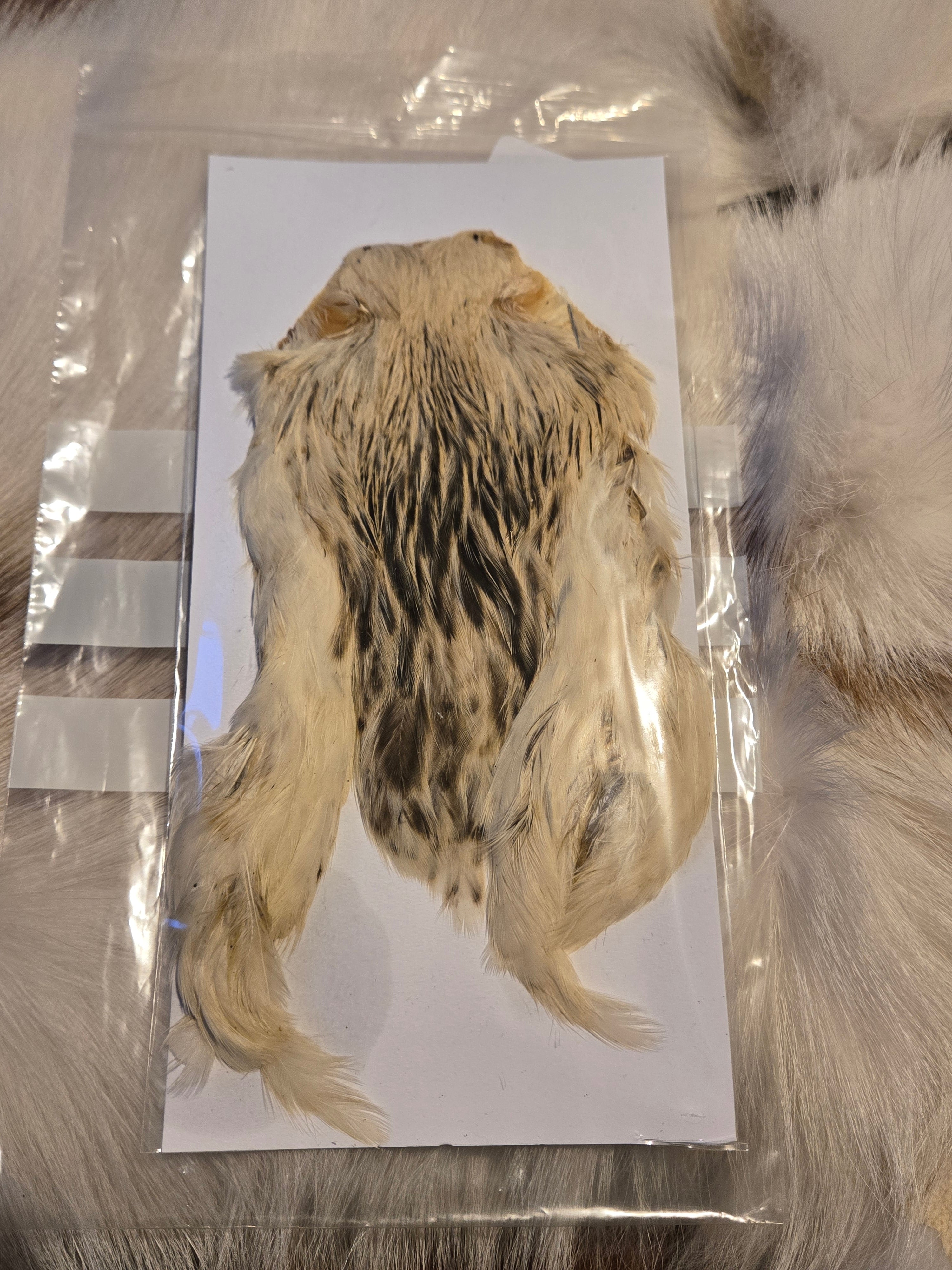 Indian Hen Neck