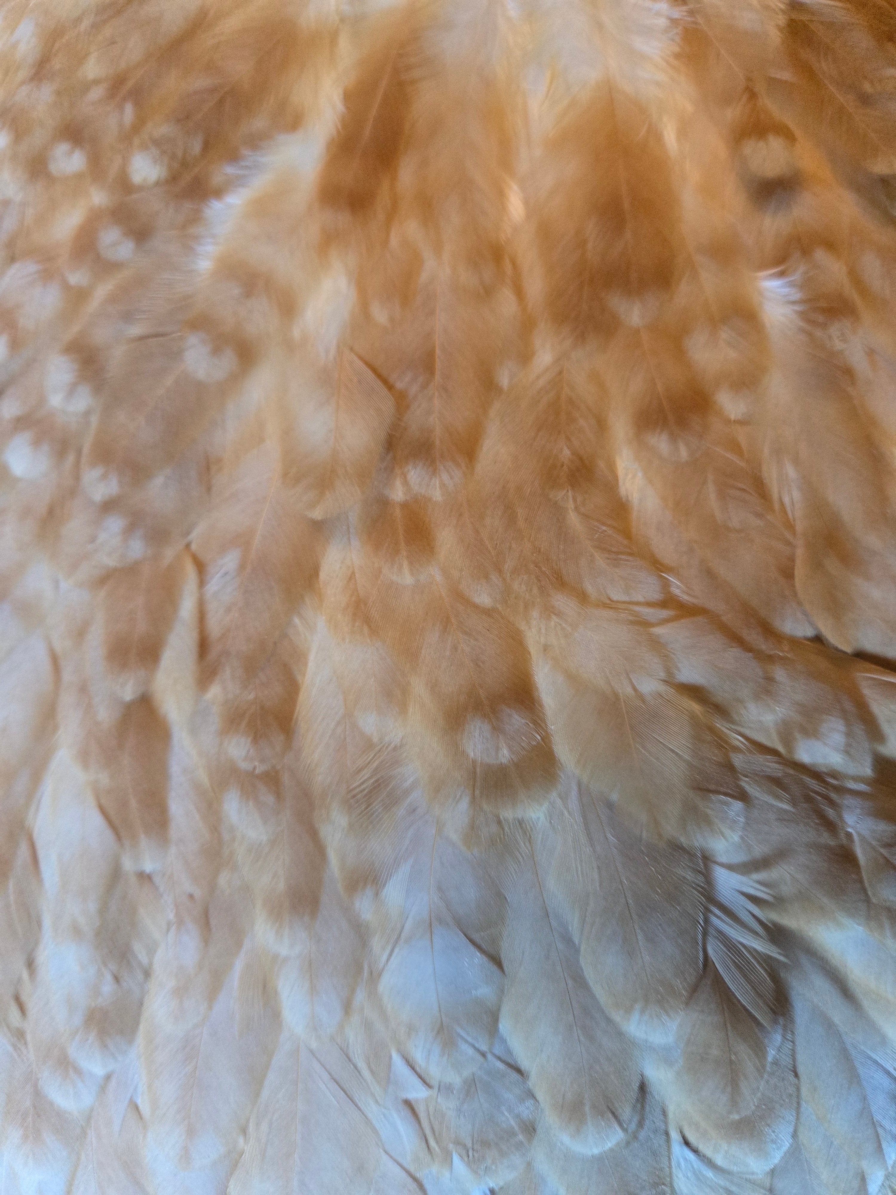 Whiting Wet Fly Hackle - Hen Saddle Medium Ginger (1)