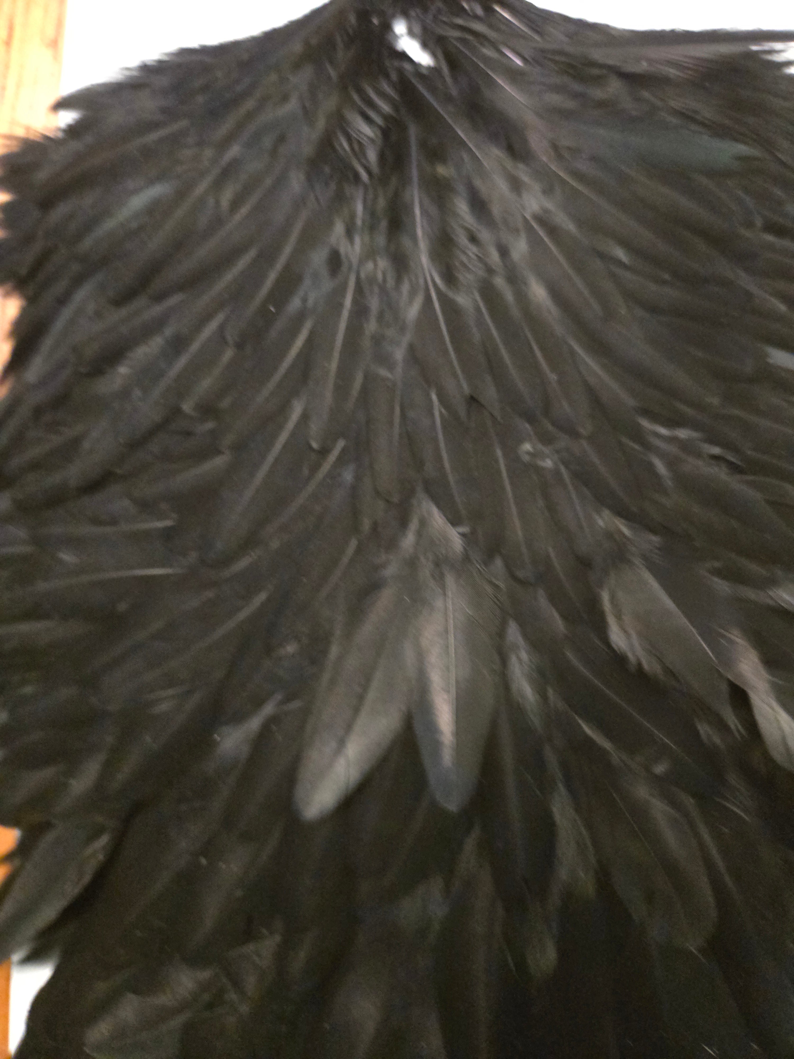 Whiting Wet Fly Hackle - Hen Saddle Balck (20)