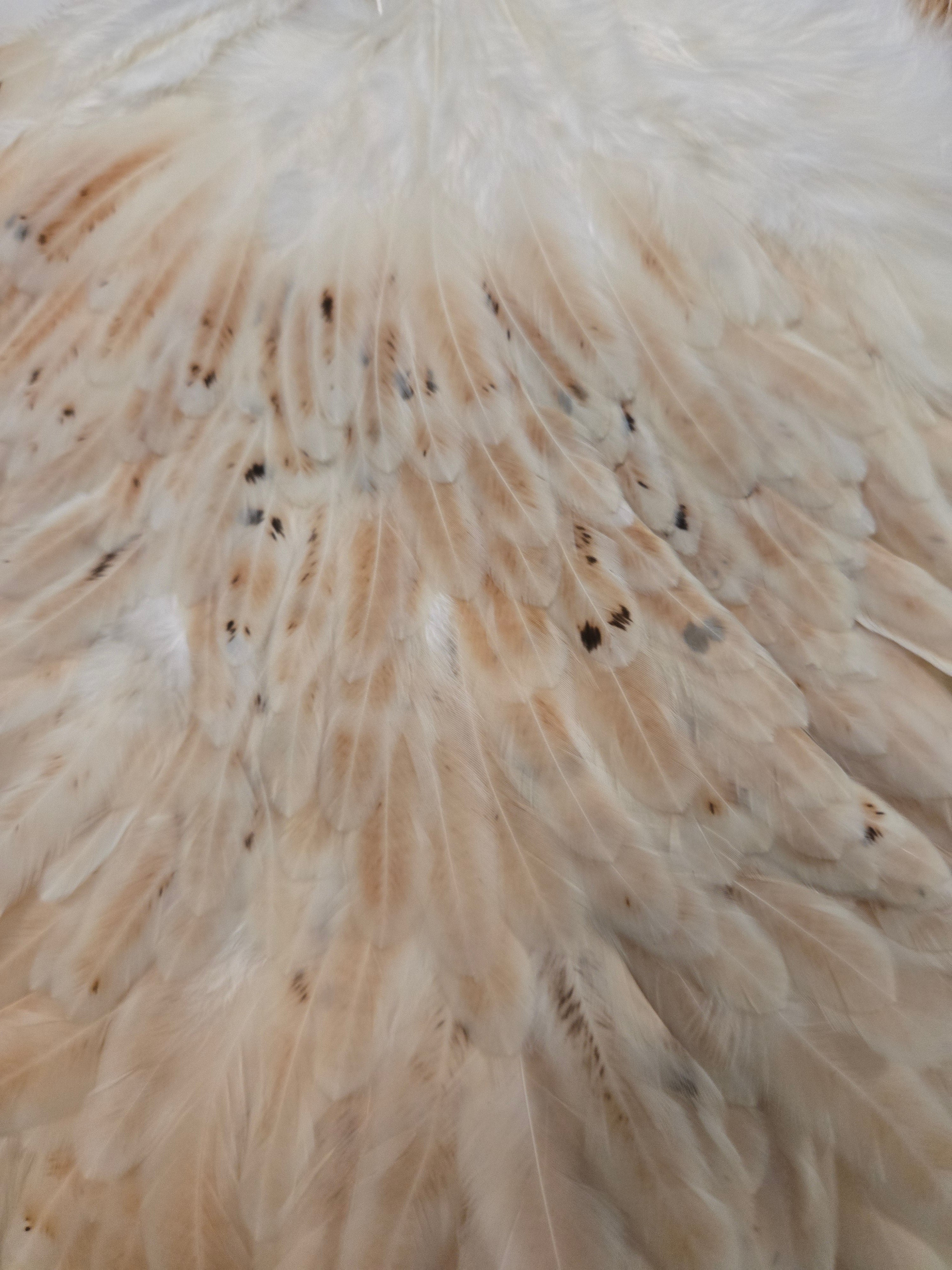 Whiting Wet Fly Hackle - Hen Saddle Light Ginger (15)