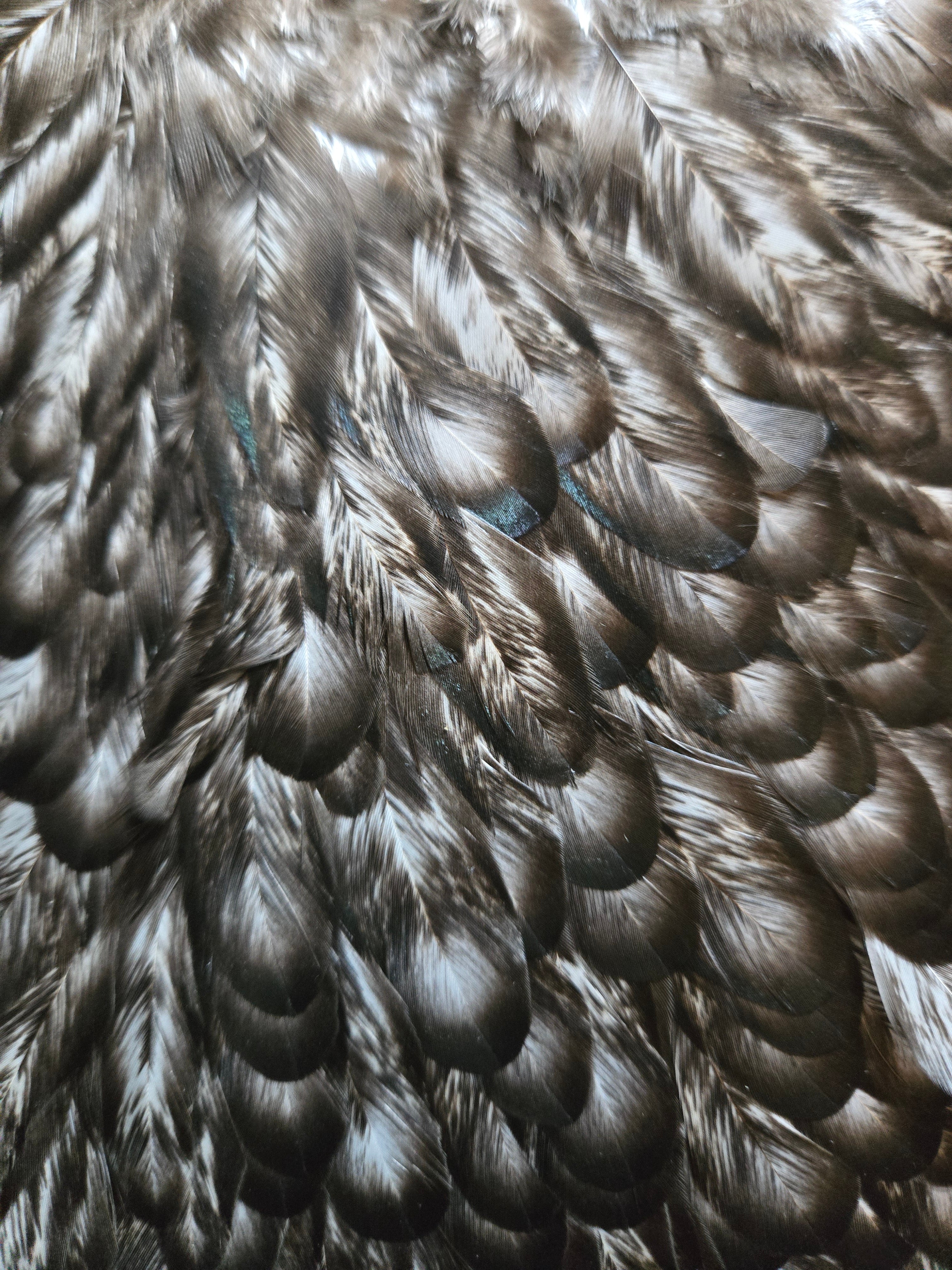 Whiting American Hackle - Hen Saddle Unique Variant (27)